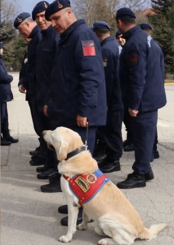 Emekli jandarma köpeği Medyum madalya töreni