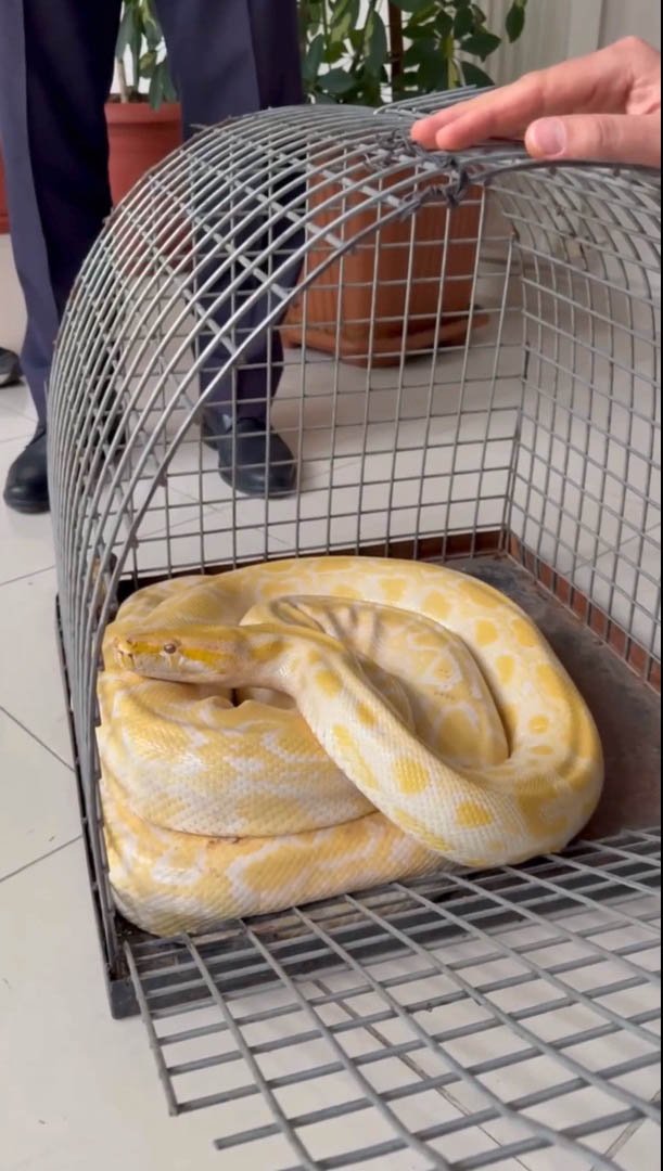 Albino Burma Pitonu DKMP Denetimi