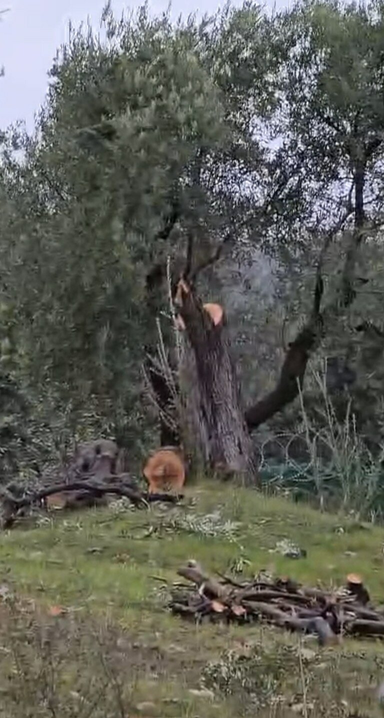 CHP Milas İlçe Başkanı Ahmet Kılbey Açıklaması