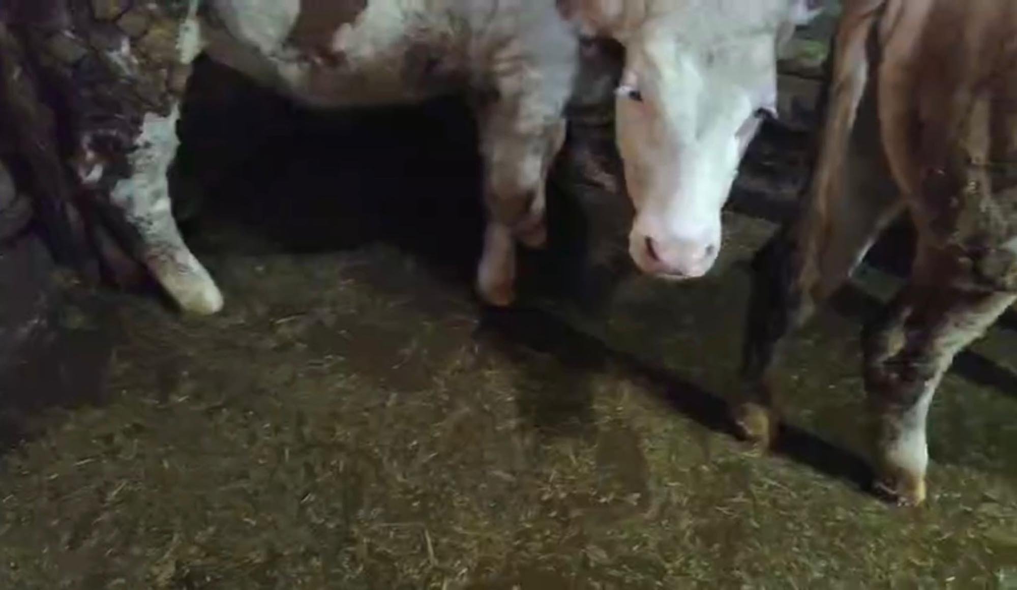 Muş afet bölgesi hayvan tahliyesi