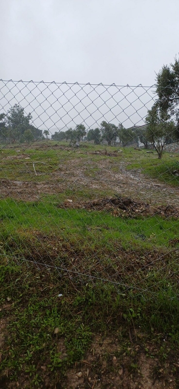 Muğla Milas Zeytin Ağacı Kesimi İddiası