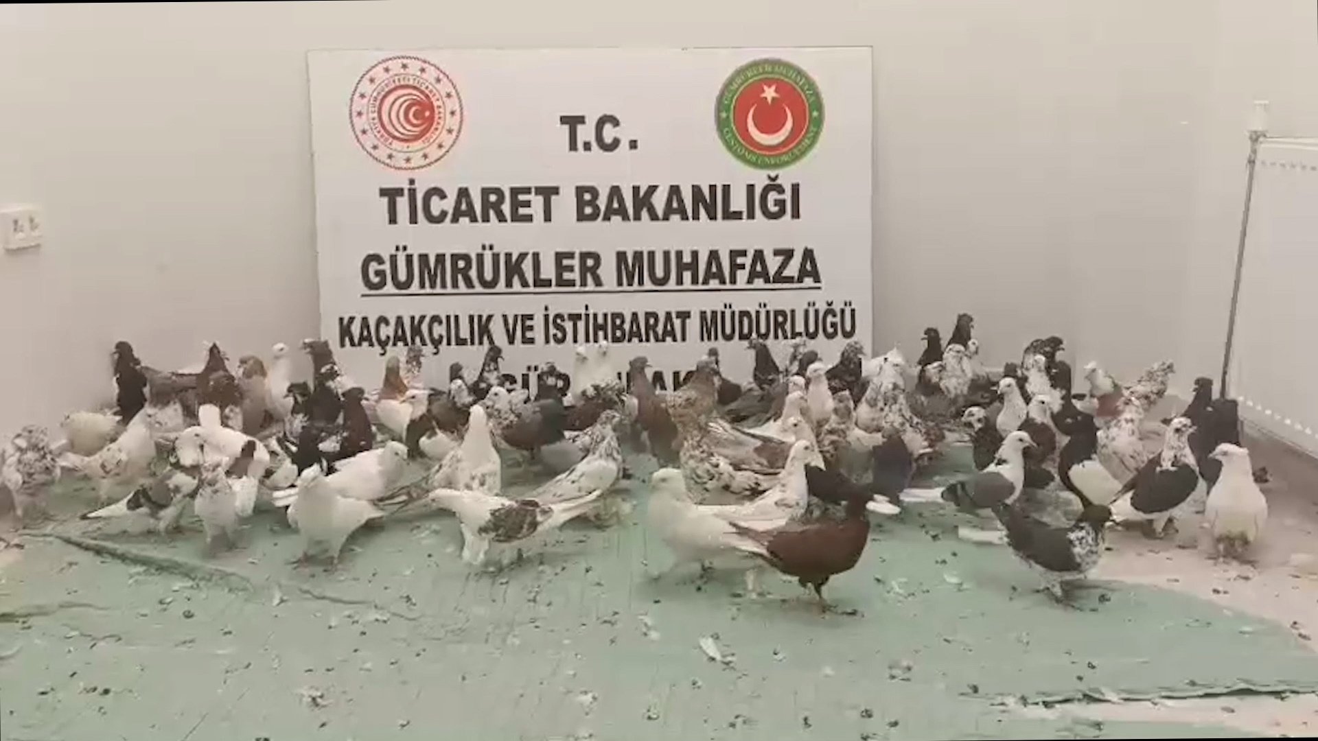 Gümrük Muhafaza Ekipleri