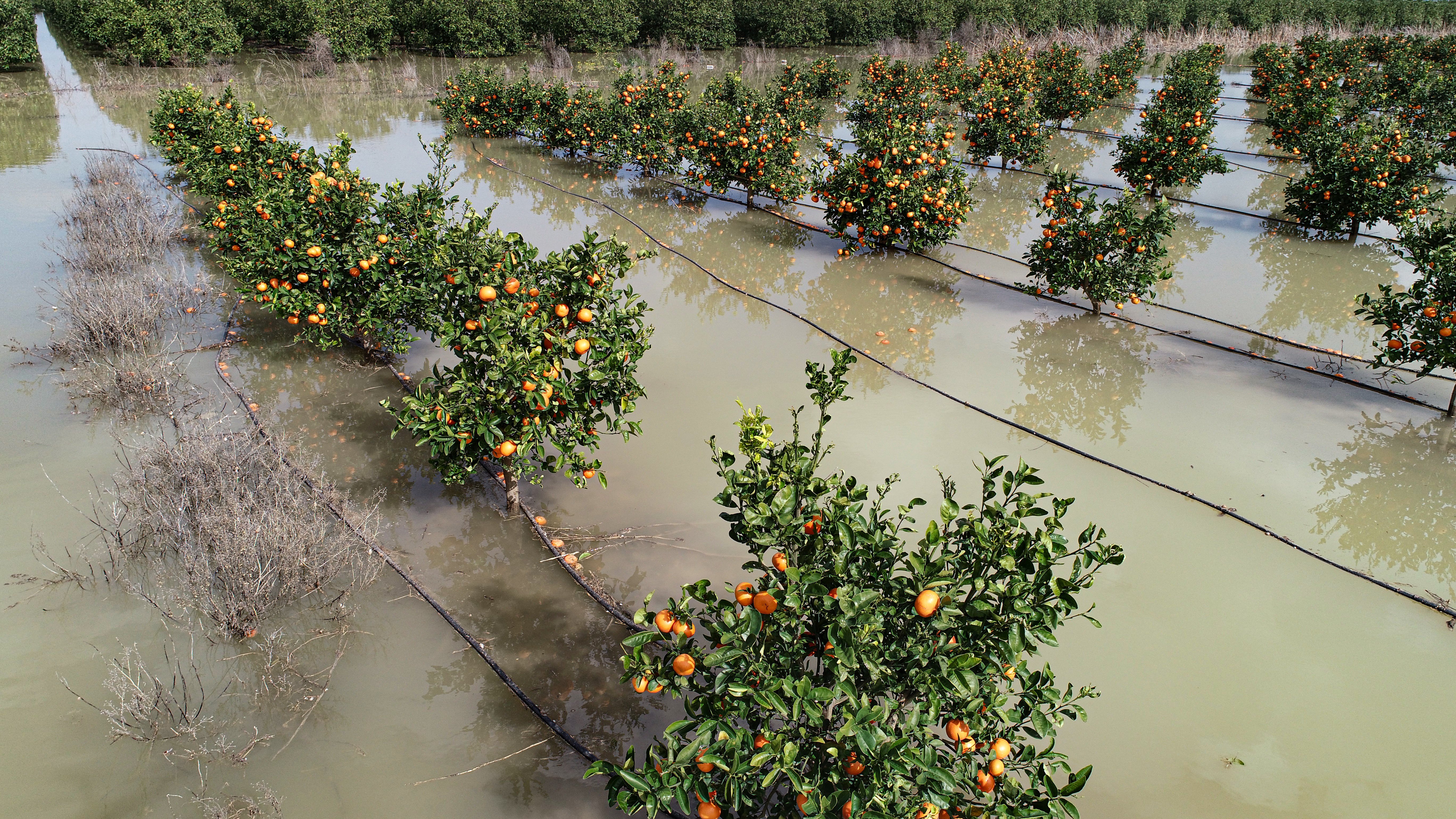 Adana seralar sel riski