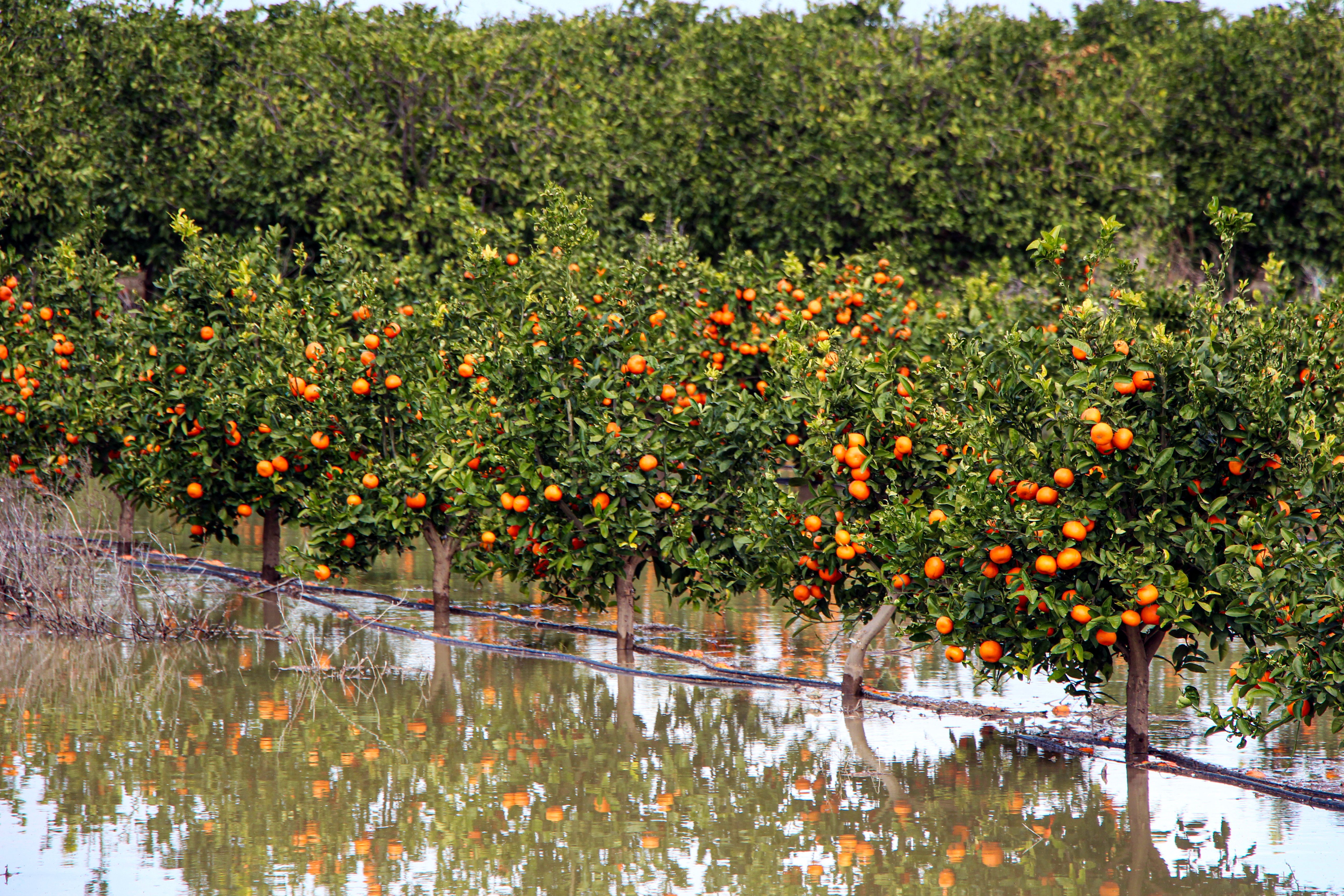 Adana tarım arazileri sular altında