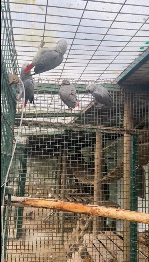 İstanbul Havalimanı kaçak Afrika papağanı operasyonu