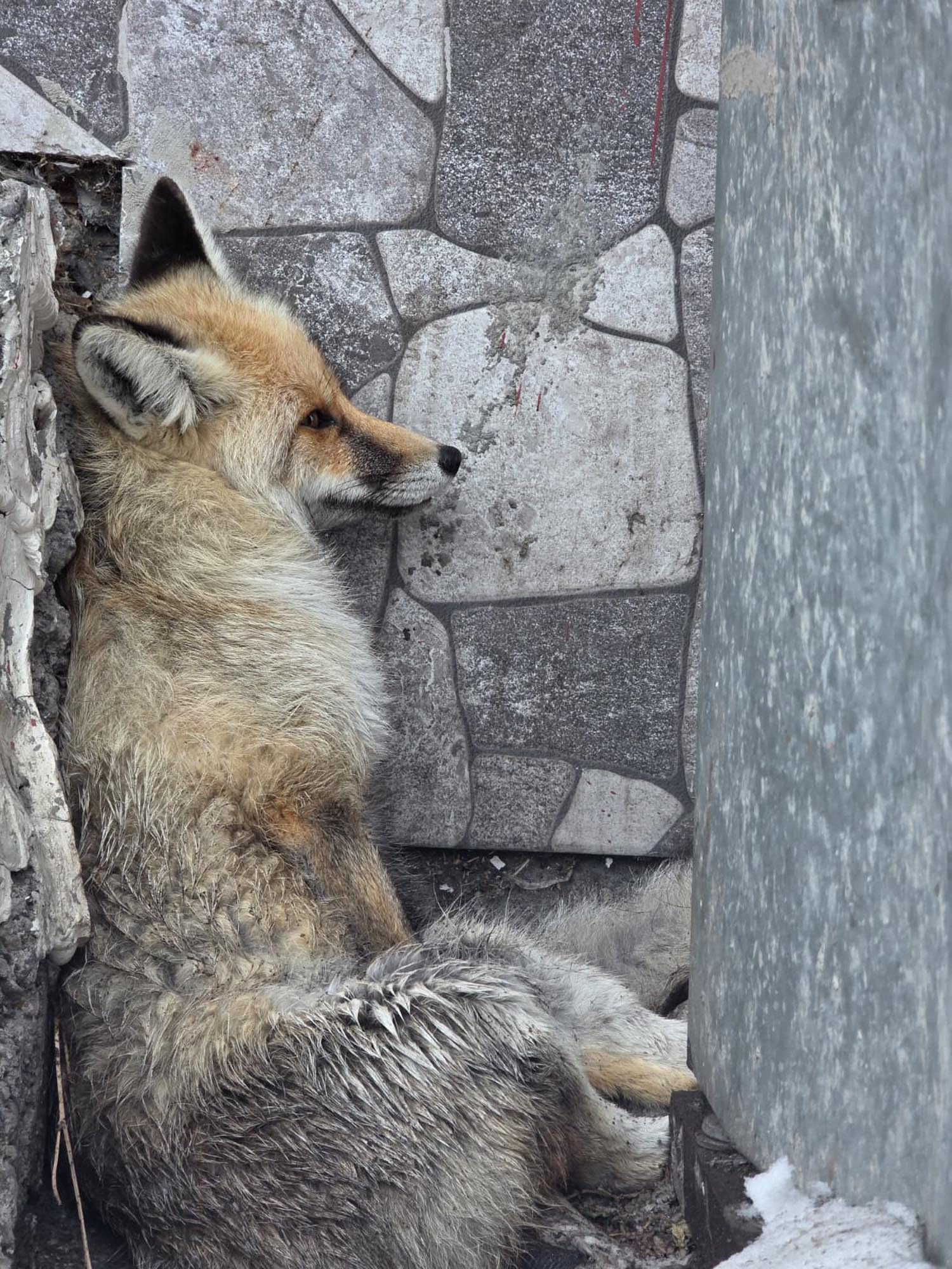 Ardahan Belediye Başkanı Faruk Demir yaralı tilki