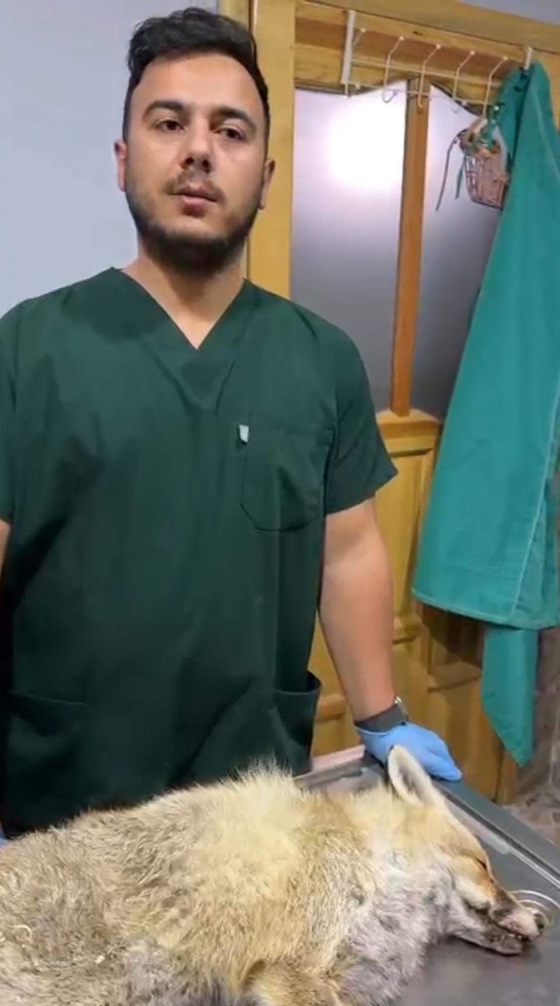 Veteriner İşleri Müdürü Baran Gök tilki muayenesi