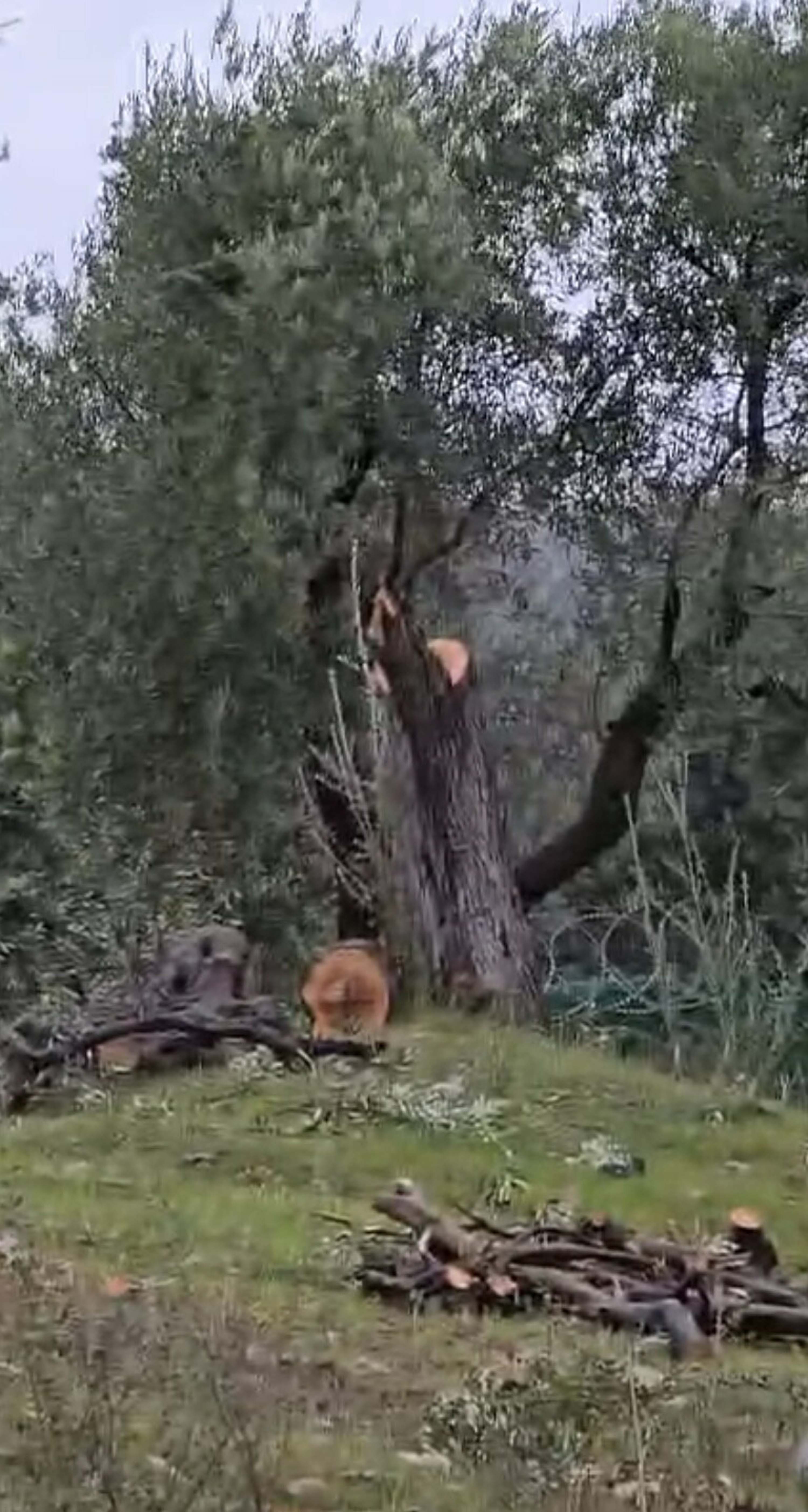 Muğla Milas zeytin ağacı kesimi soruşturması