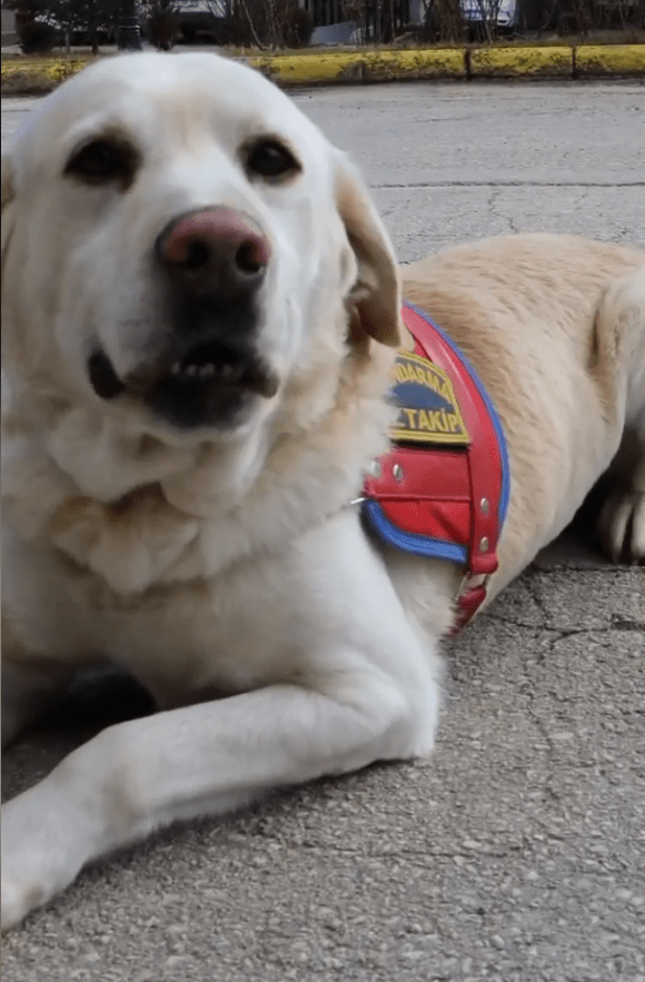 Jandarma köpeği Medyum emeklilik töreni