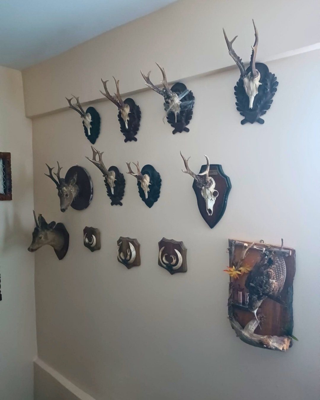 DKMP operasyonu tahnit trofe