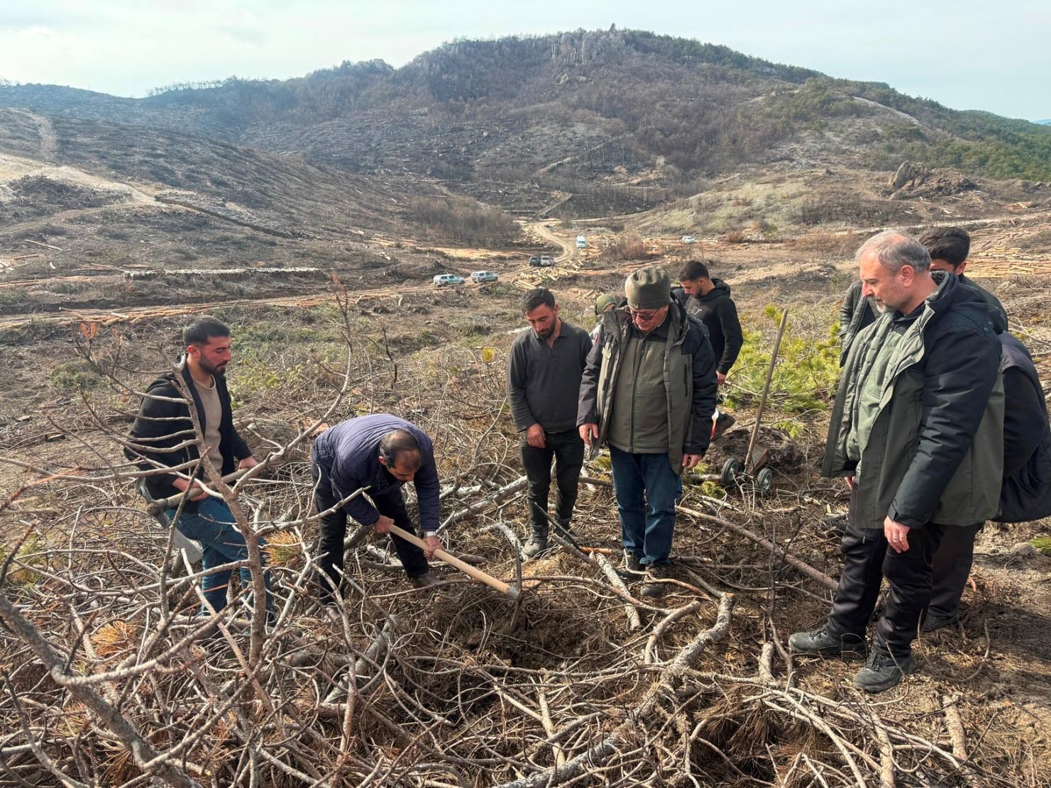 Orman yangını sonrası ağaçlandırma çalışmaları
