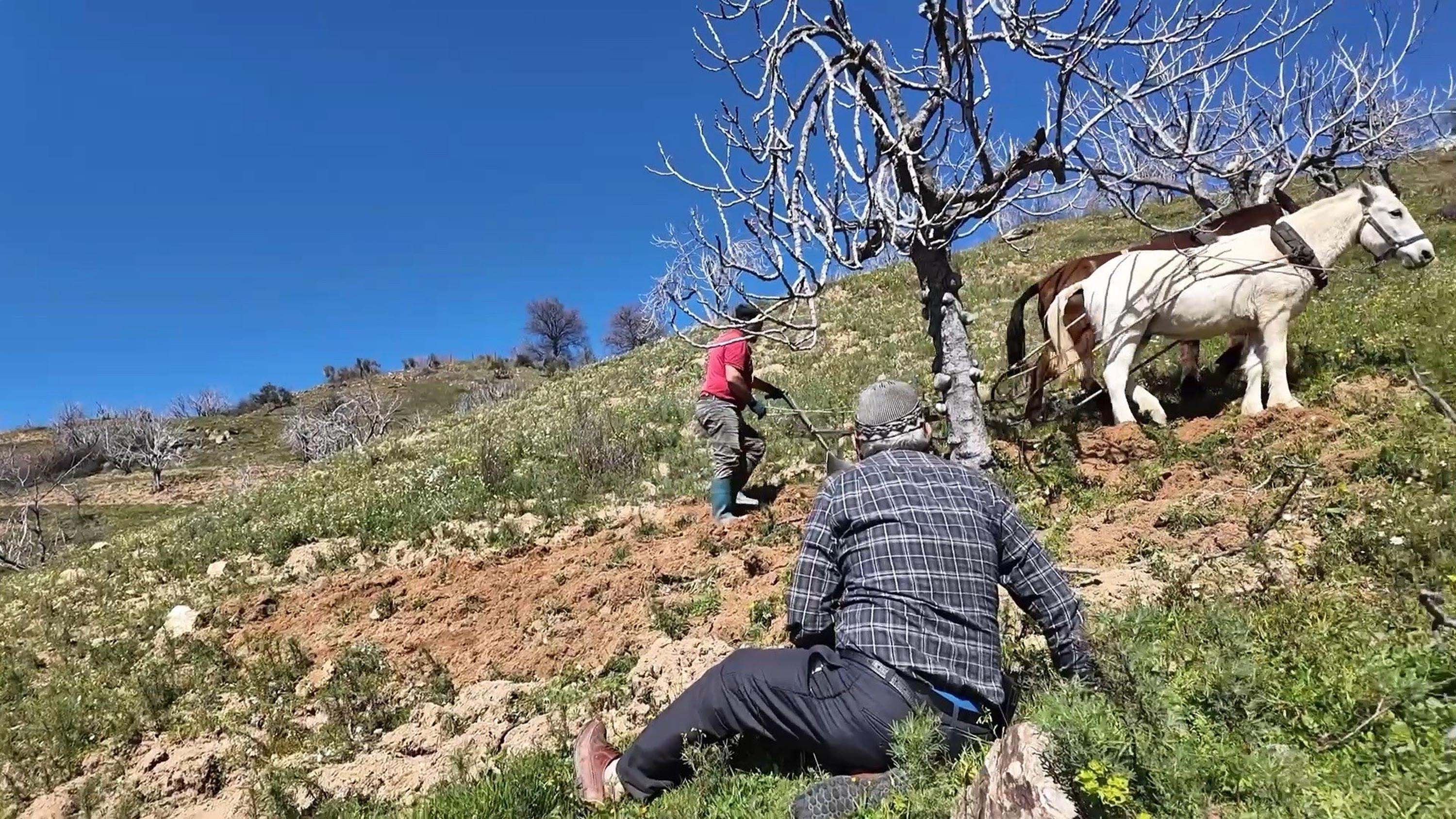 İncir bahçesinde çalışma