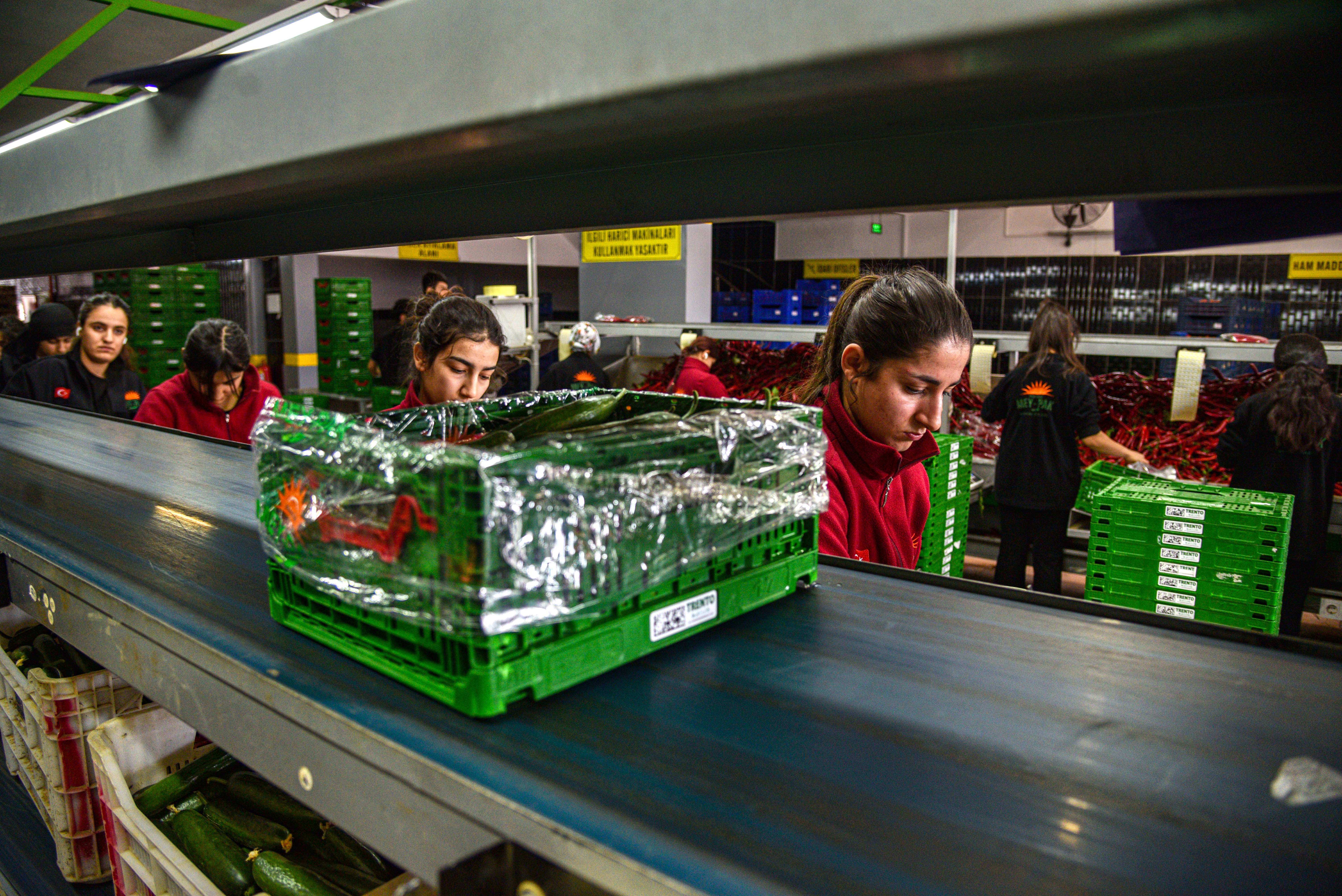 Rusya Sebze İhracatı Paketleme