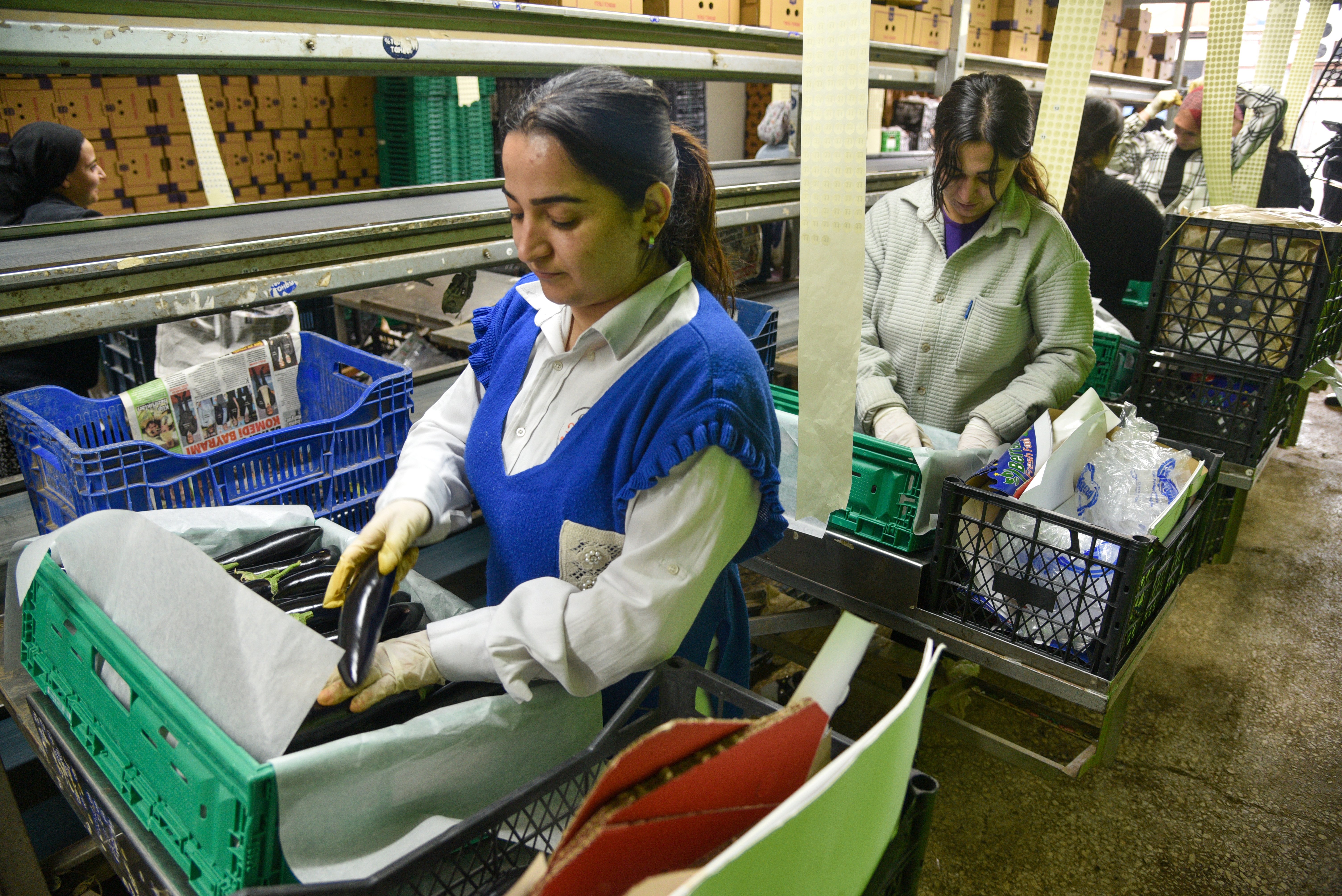 Antalya Hali İhracat