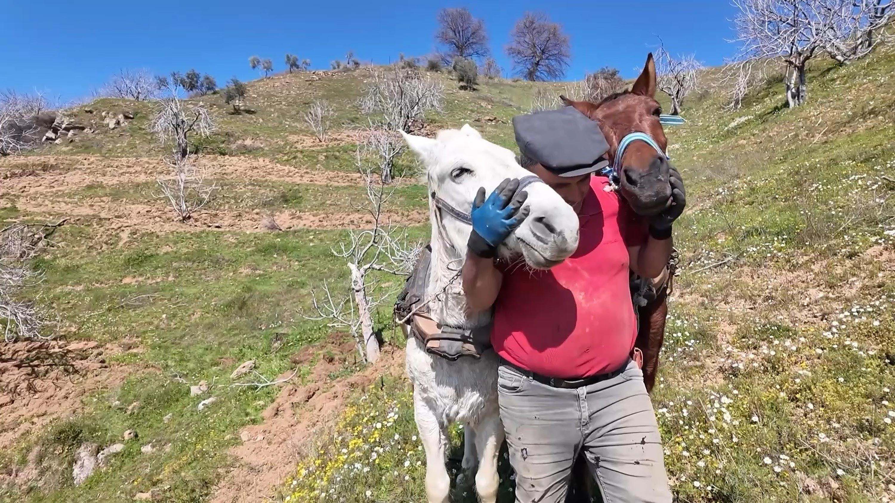Germencikte at ile çift sürme
