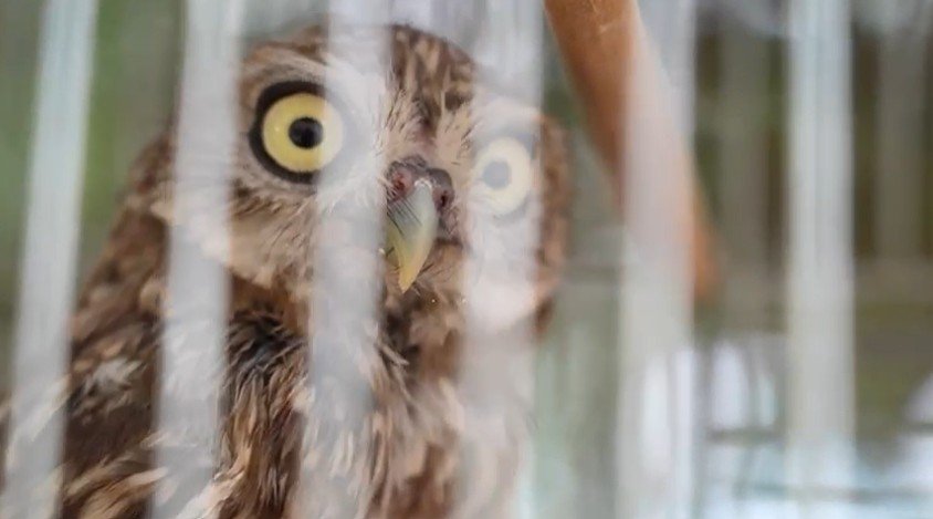 DKMP Yaban Hayvanı Tedavi Merkezi