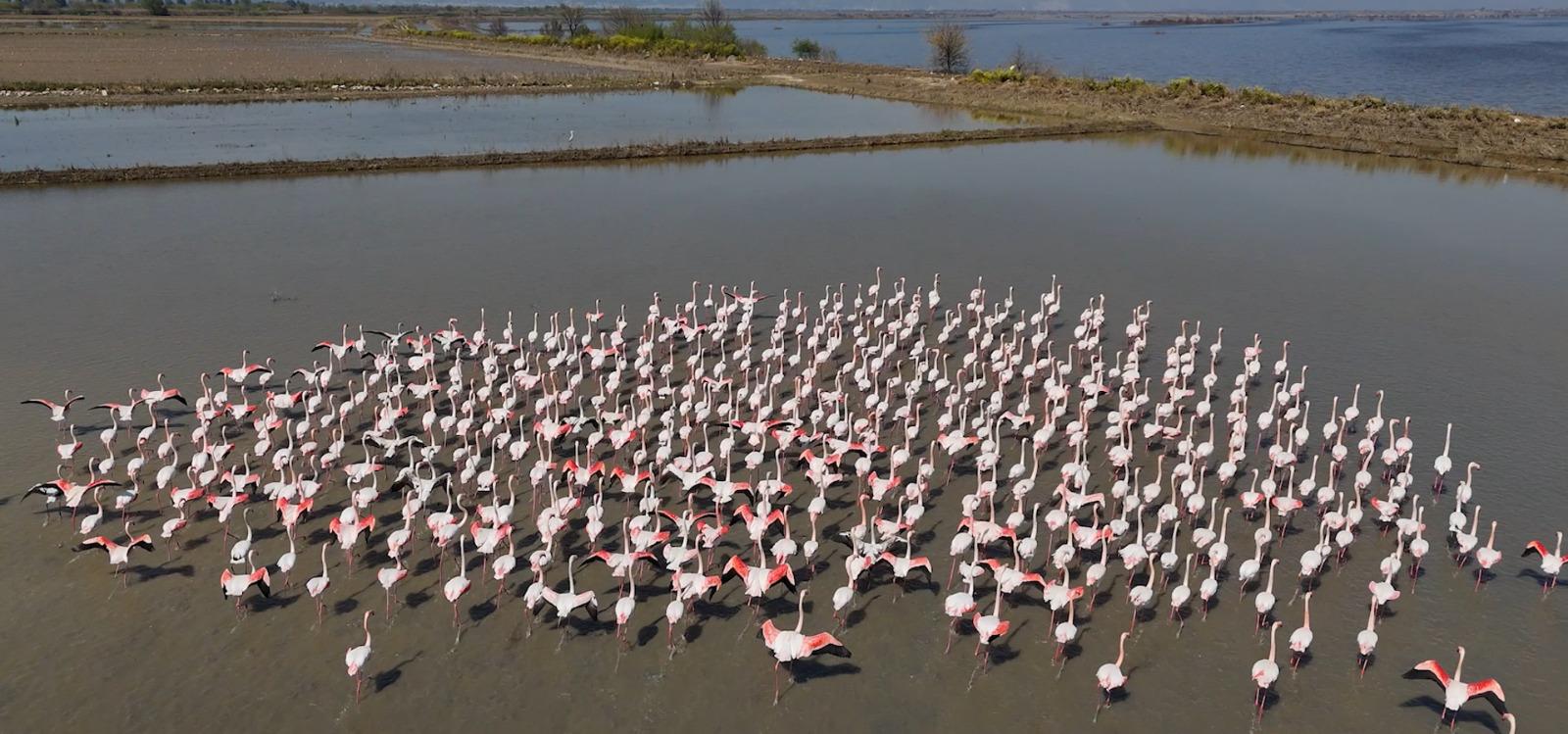 Flamingolar için yemleme çalışması Aydın