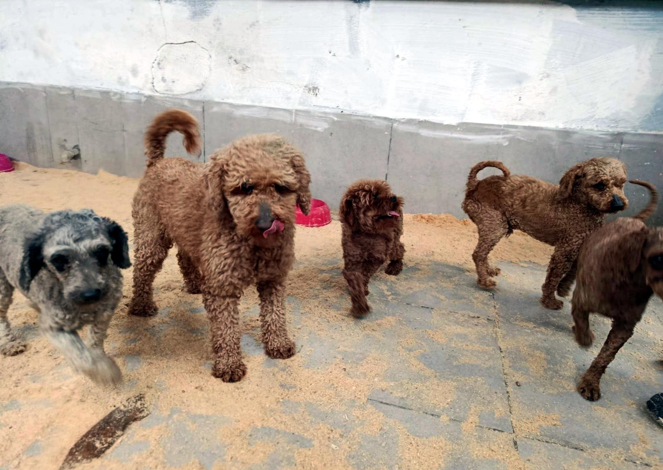 Edirne Jandarma Operasyonu Köpek Kurtarma