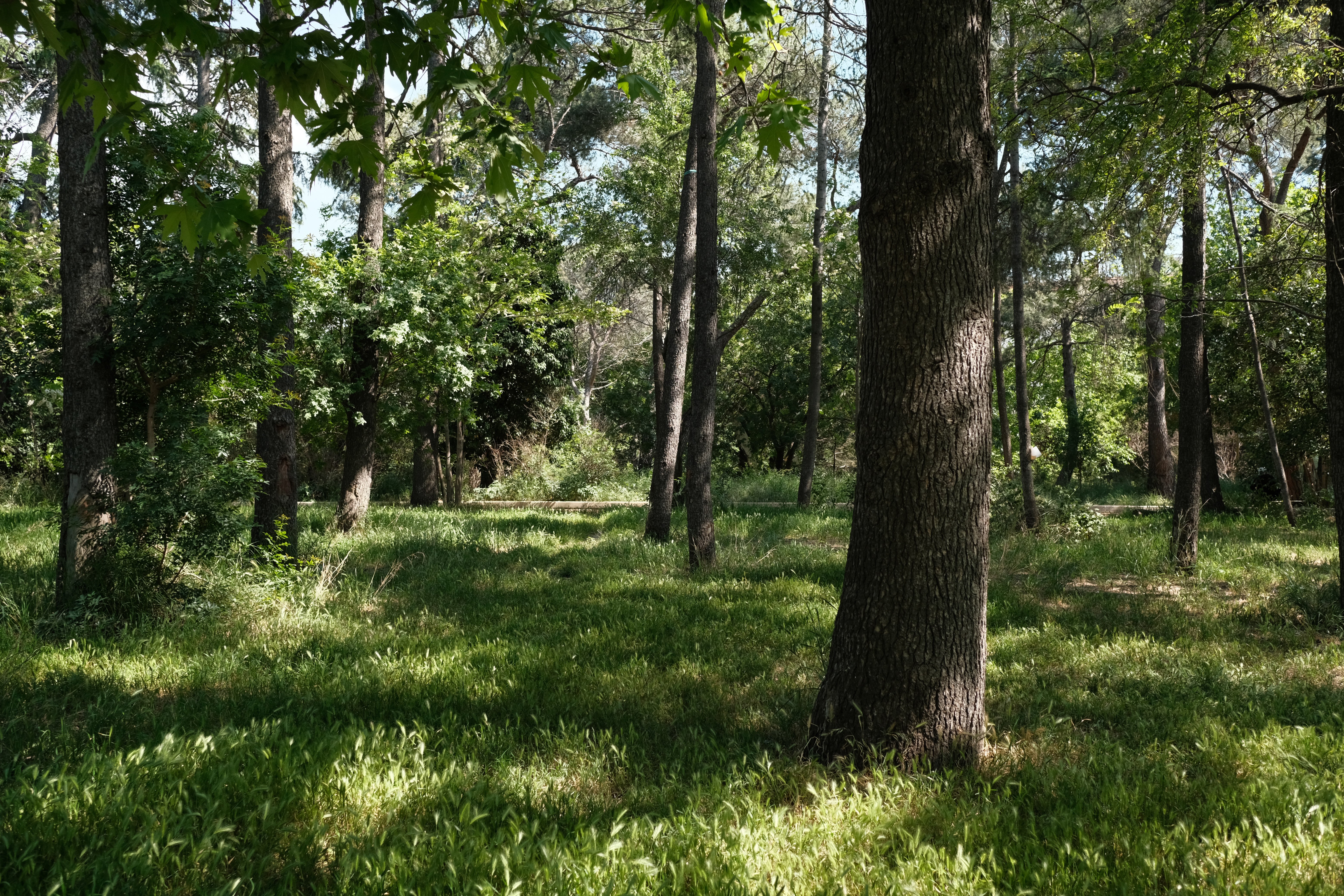 Validebağ Korusu Sivil Toplum Çalışmaları