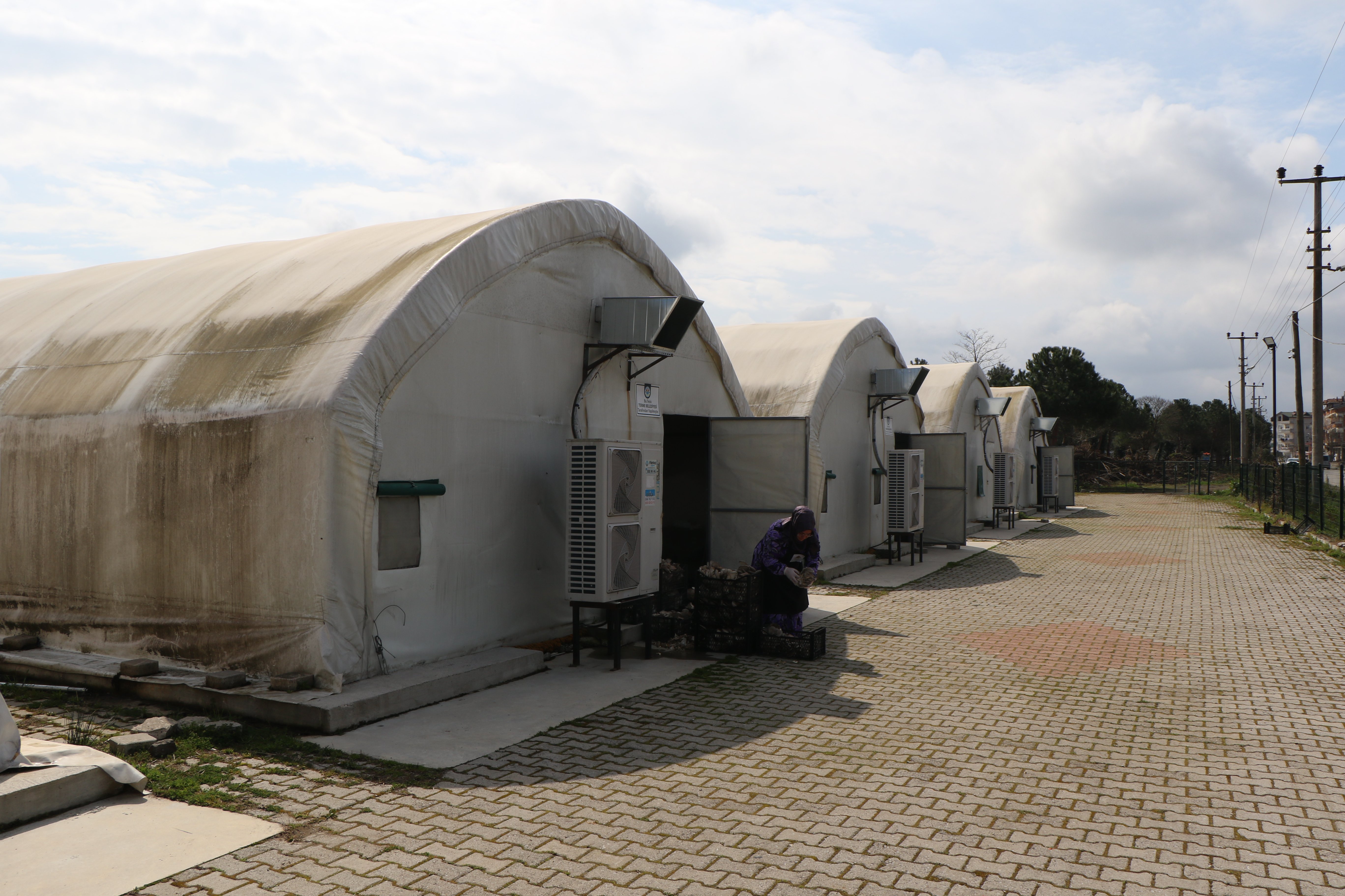 İstiridye Mantarı Hasadı