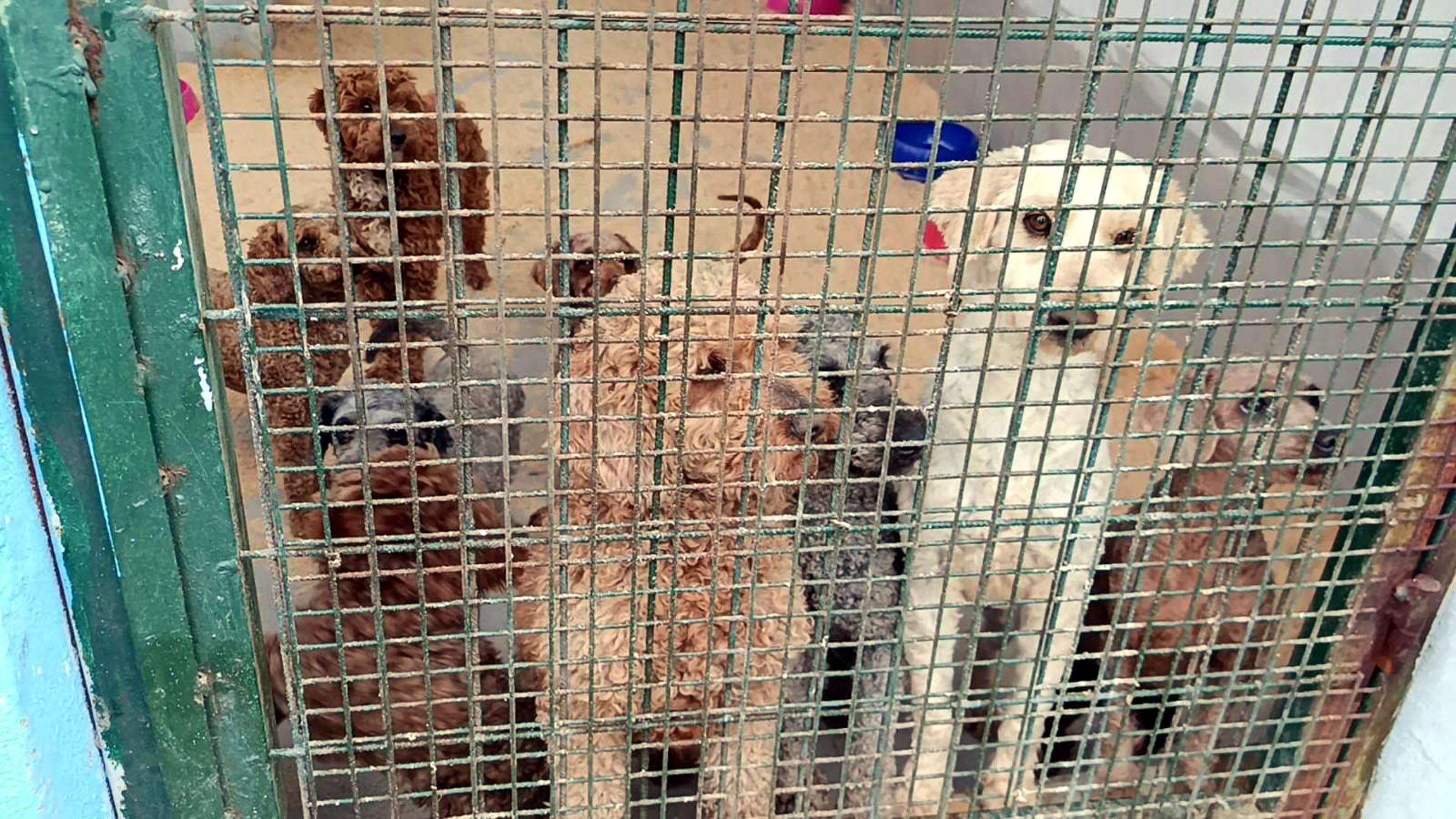 Barınakta Rehabilitasyon Süreci