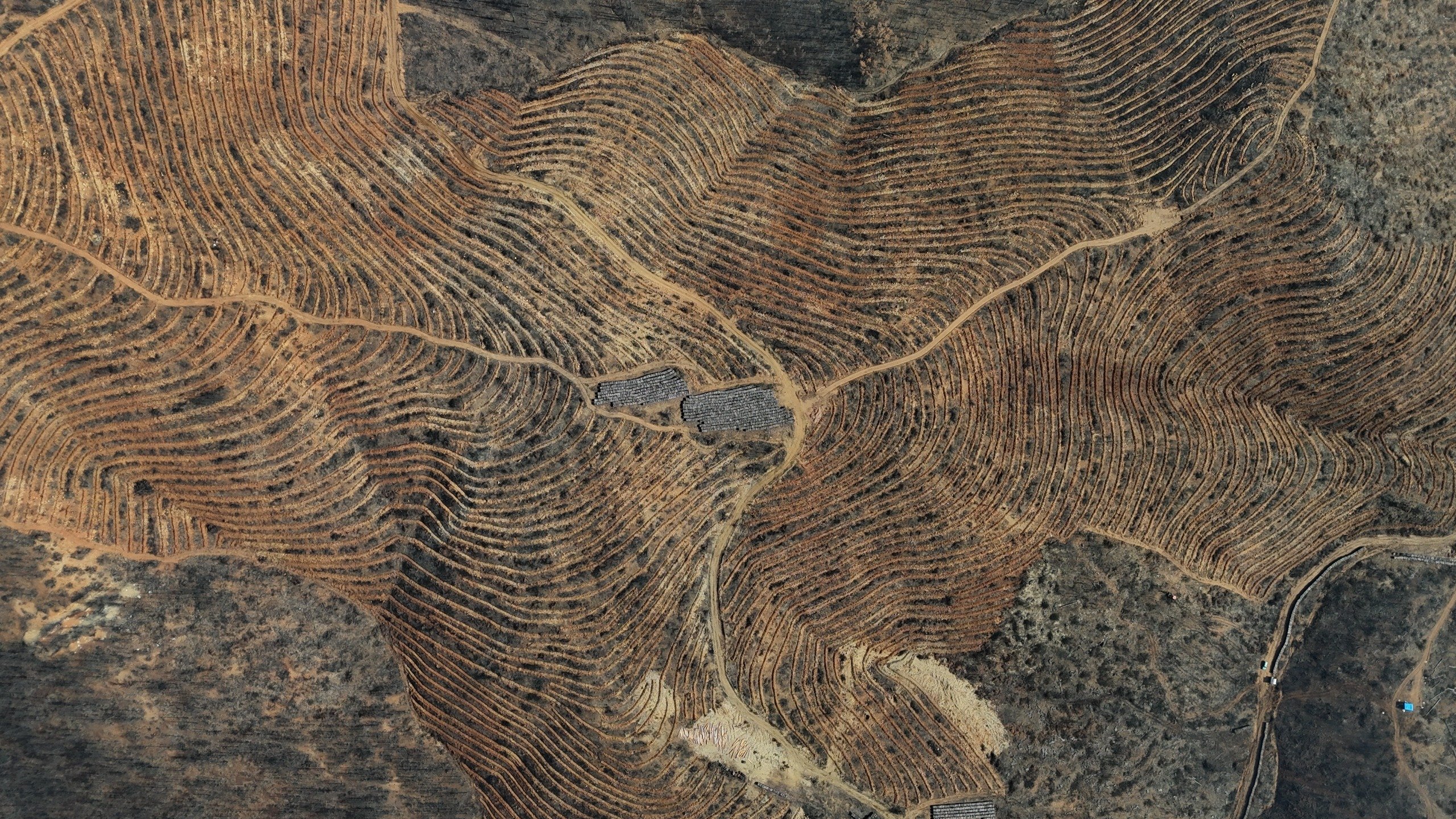 Bursa Orman Bakanlığı fidan dikimi