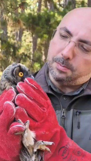 Doğaya Dönen Yaban Hayvanı