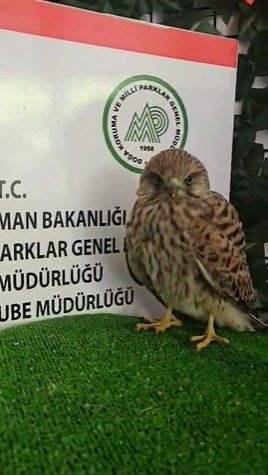 Doğaya Salınan Yaban Hayvanları