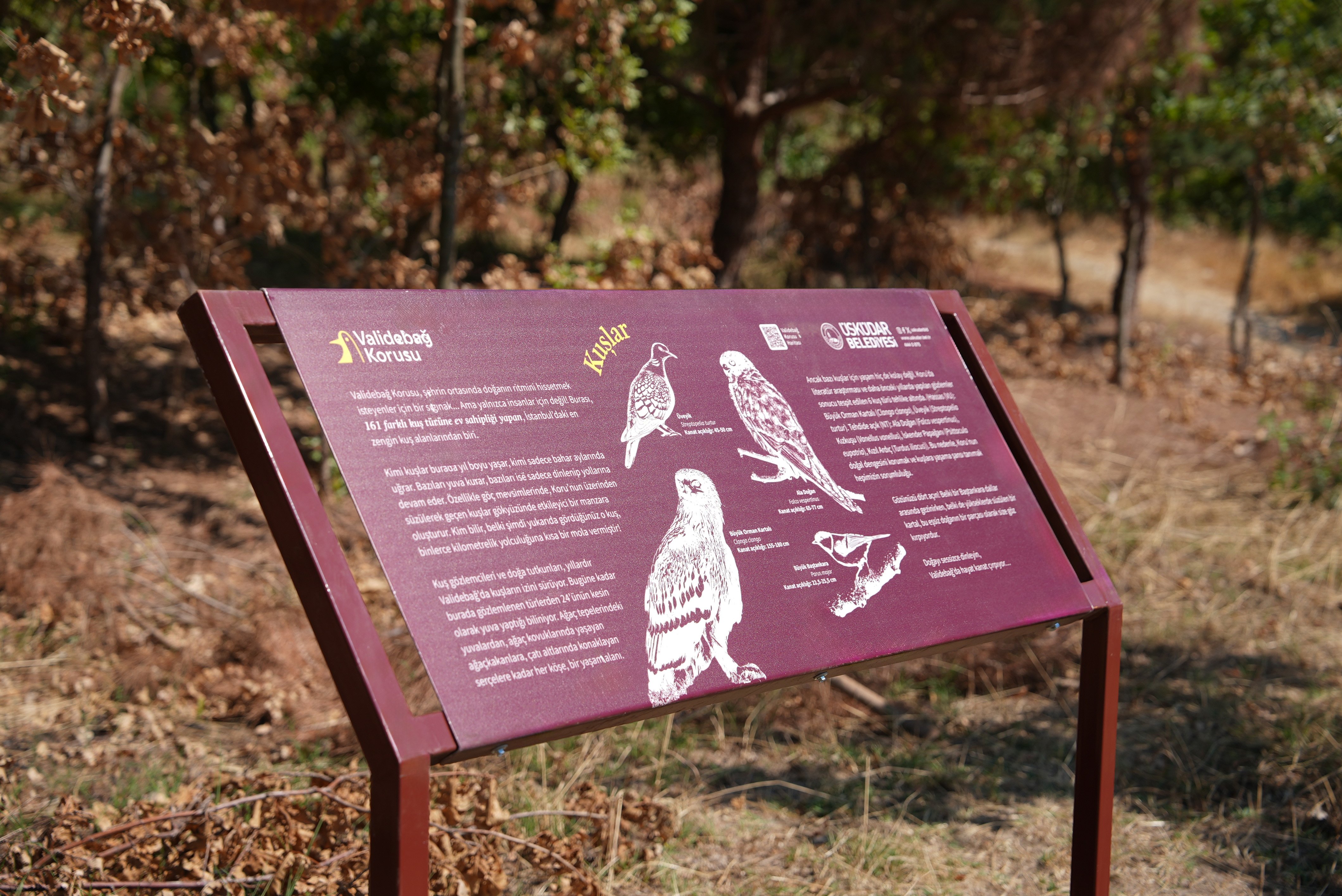 Validebağ Korusu Doğal Güzellikleri