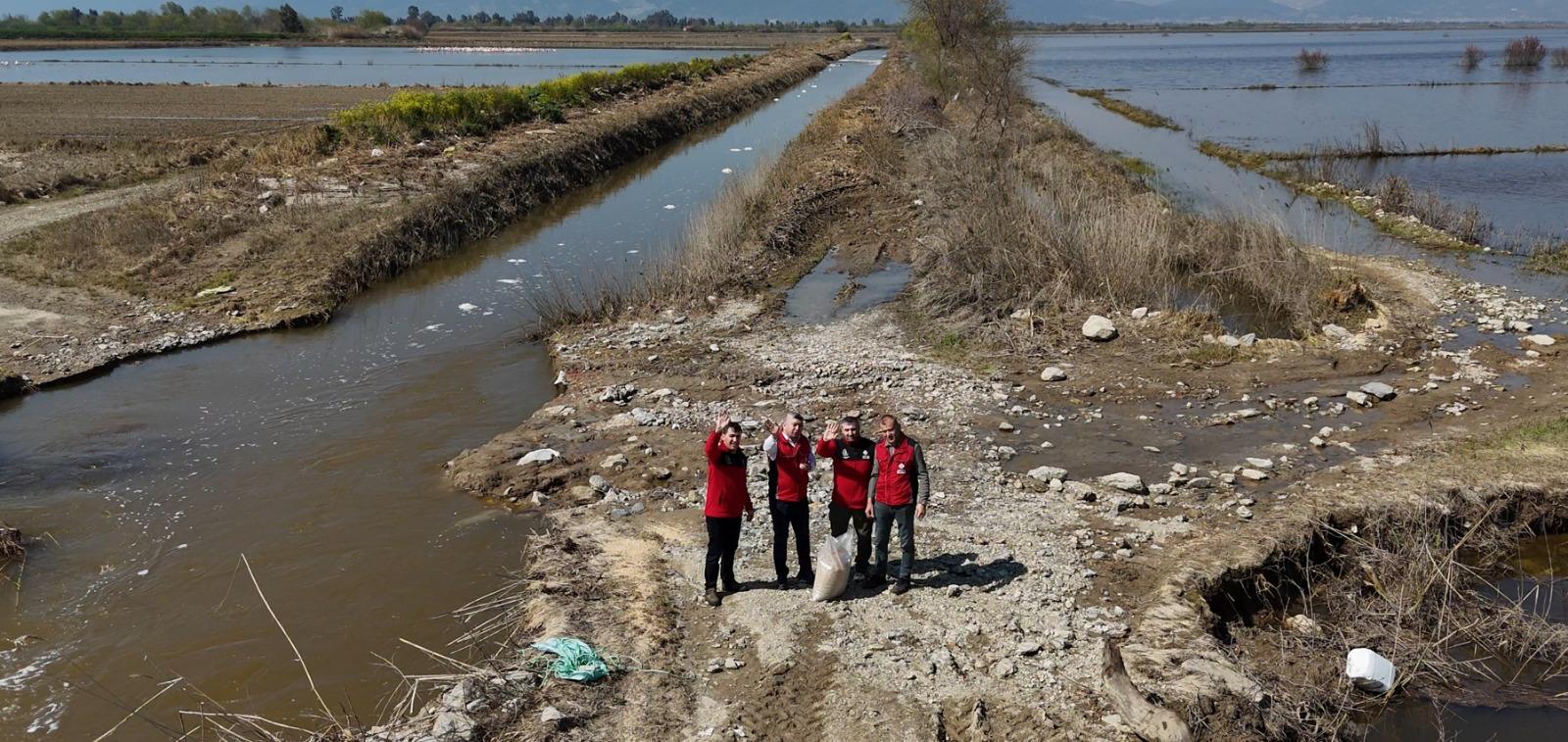 Aydın Büyük Menderes Nehri flamingo yemleme