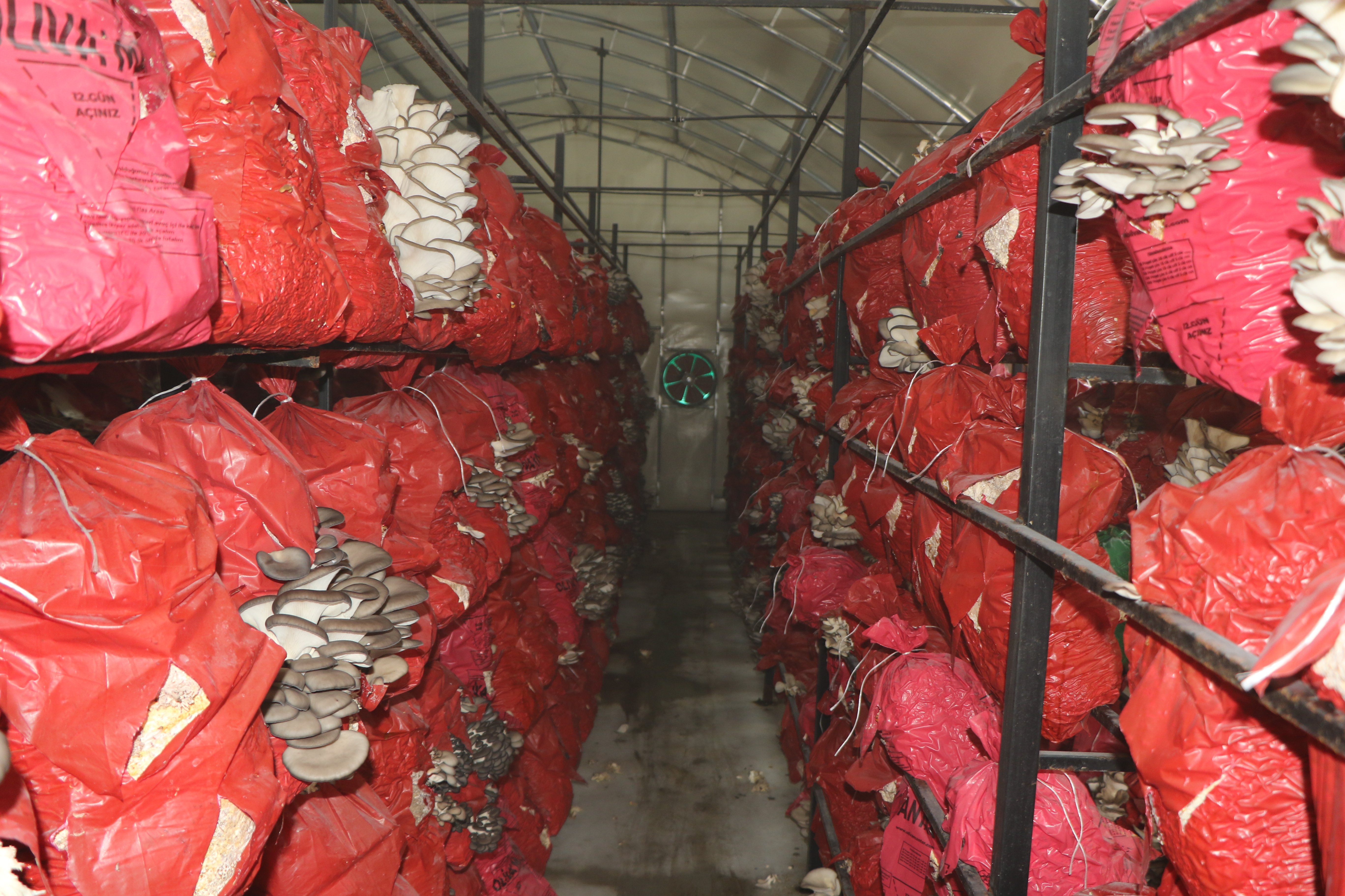 Leydi Gurme Kadın Kooperatifi İstiridye Mantarı Üretimi