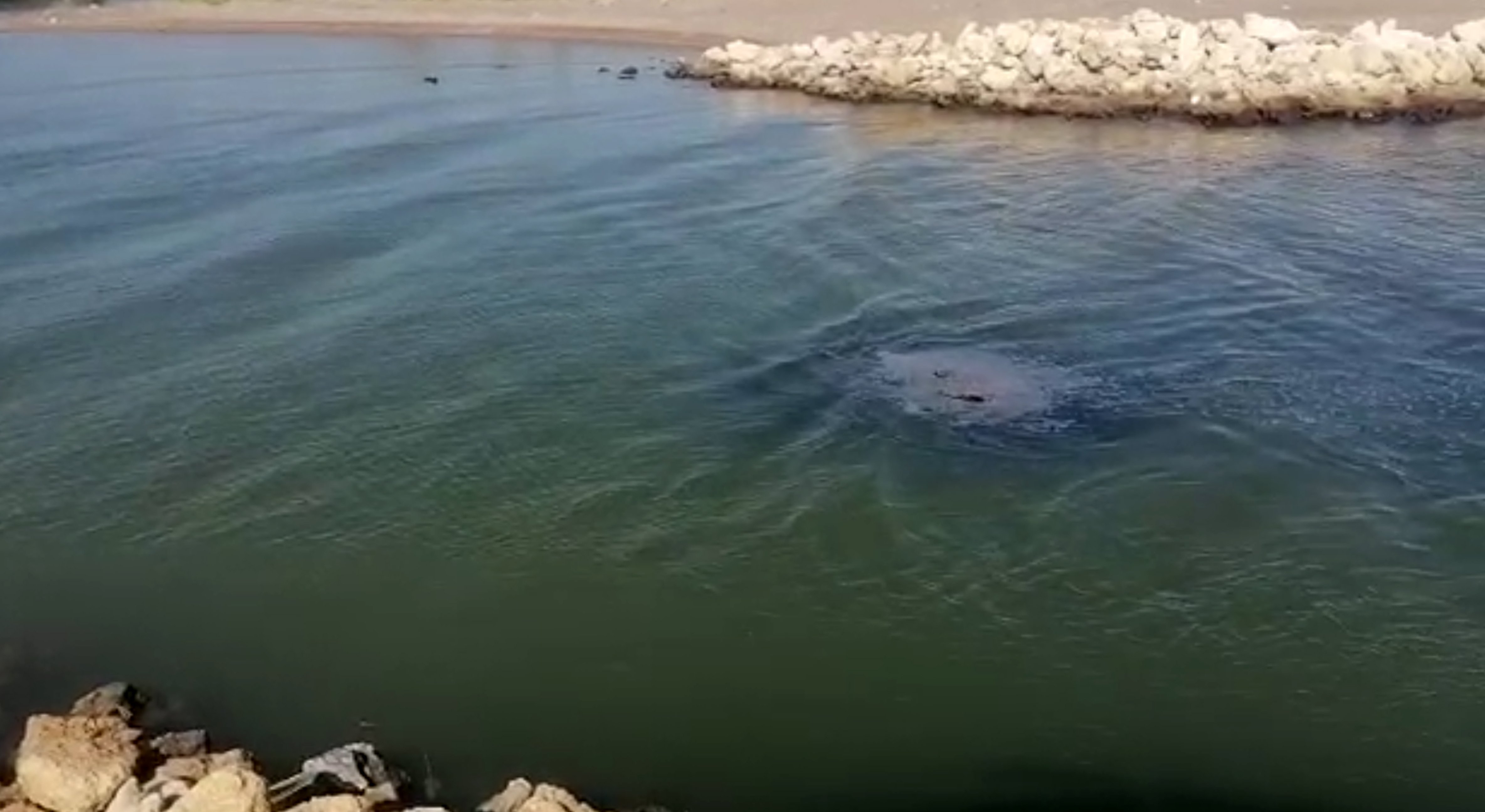 Kumköy Sahili Caretta Caretta