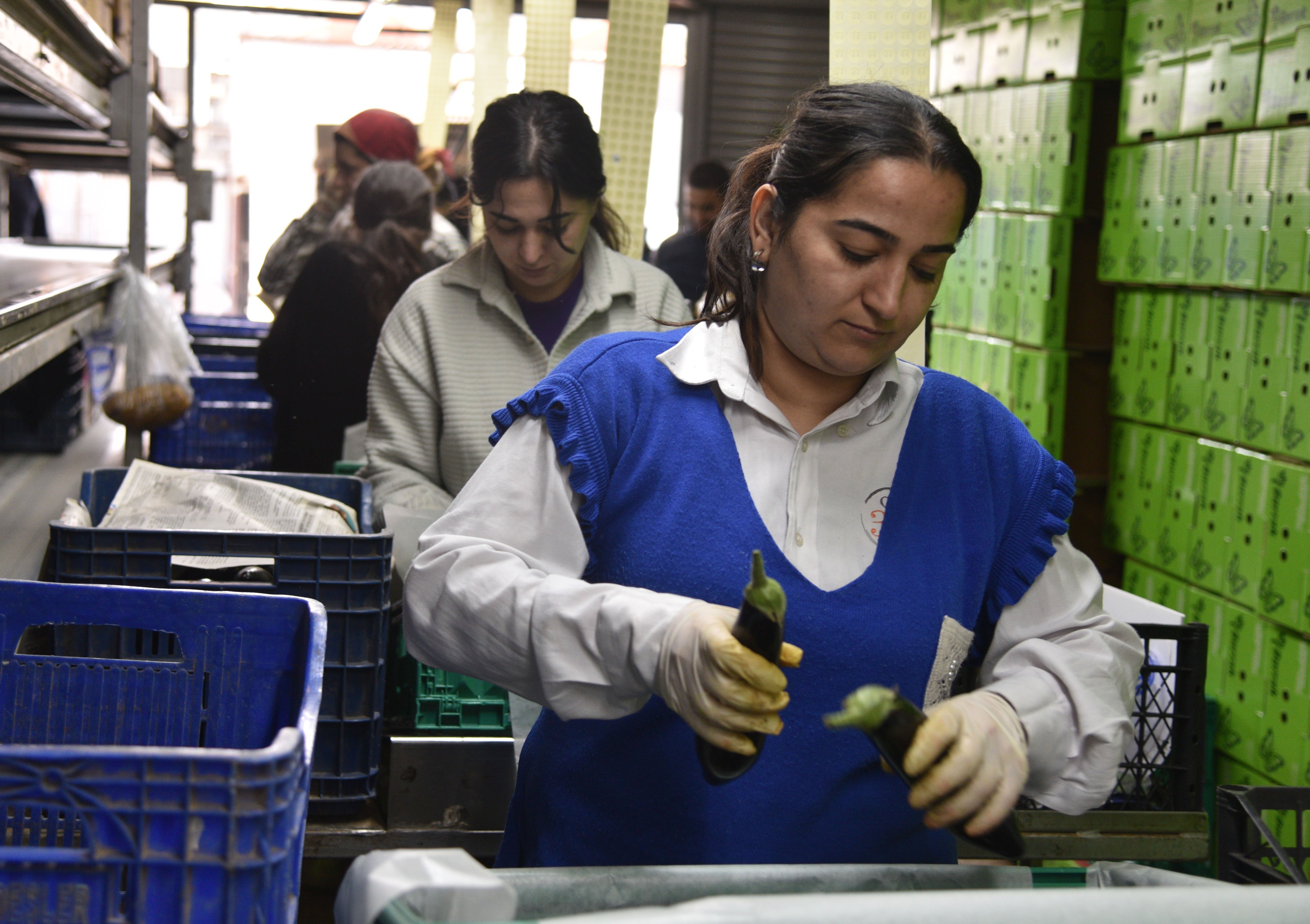 Antalya Üreticiler Sebze İhracatı