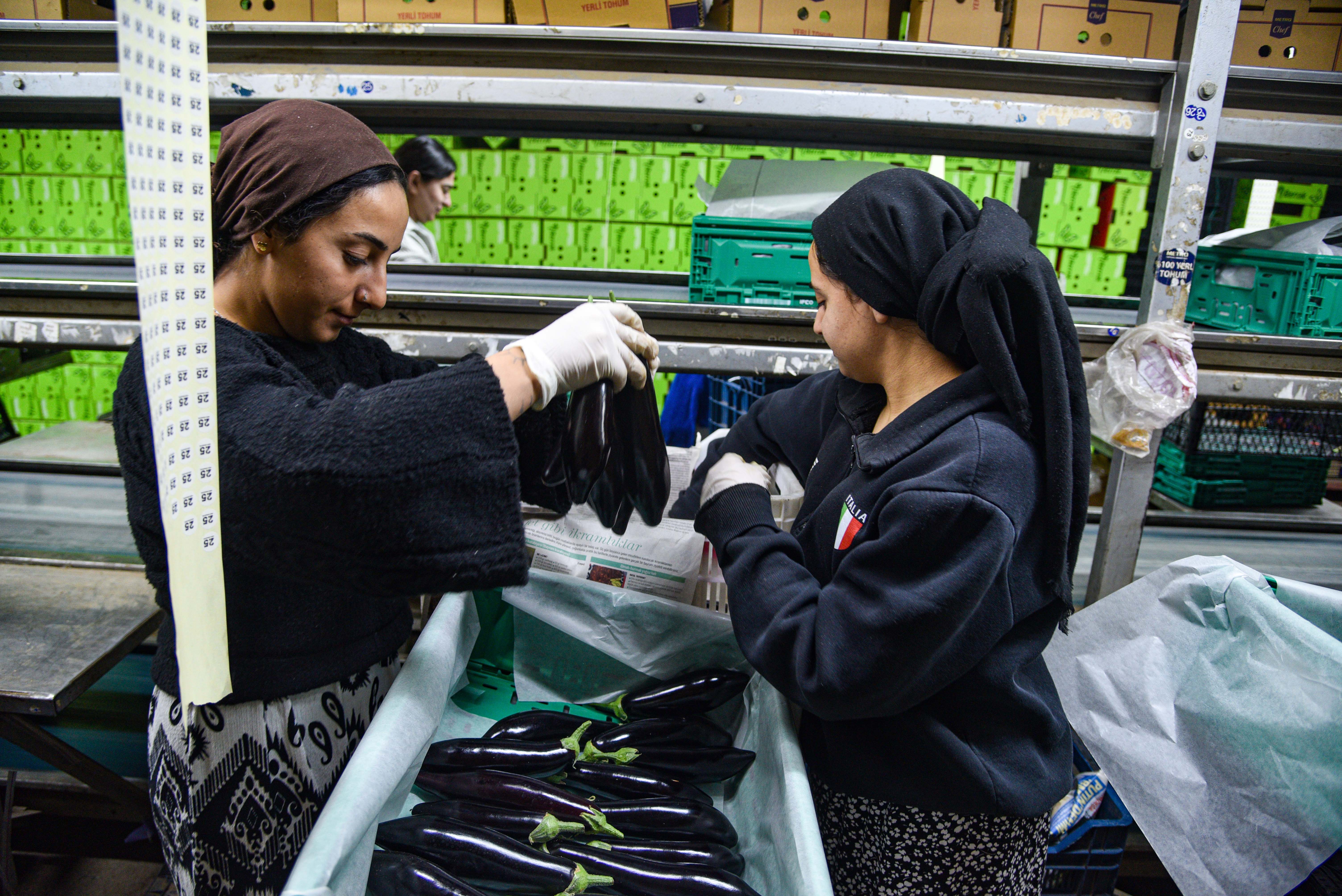Sebze İhracatı TIR Yükleme