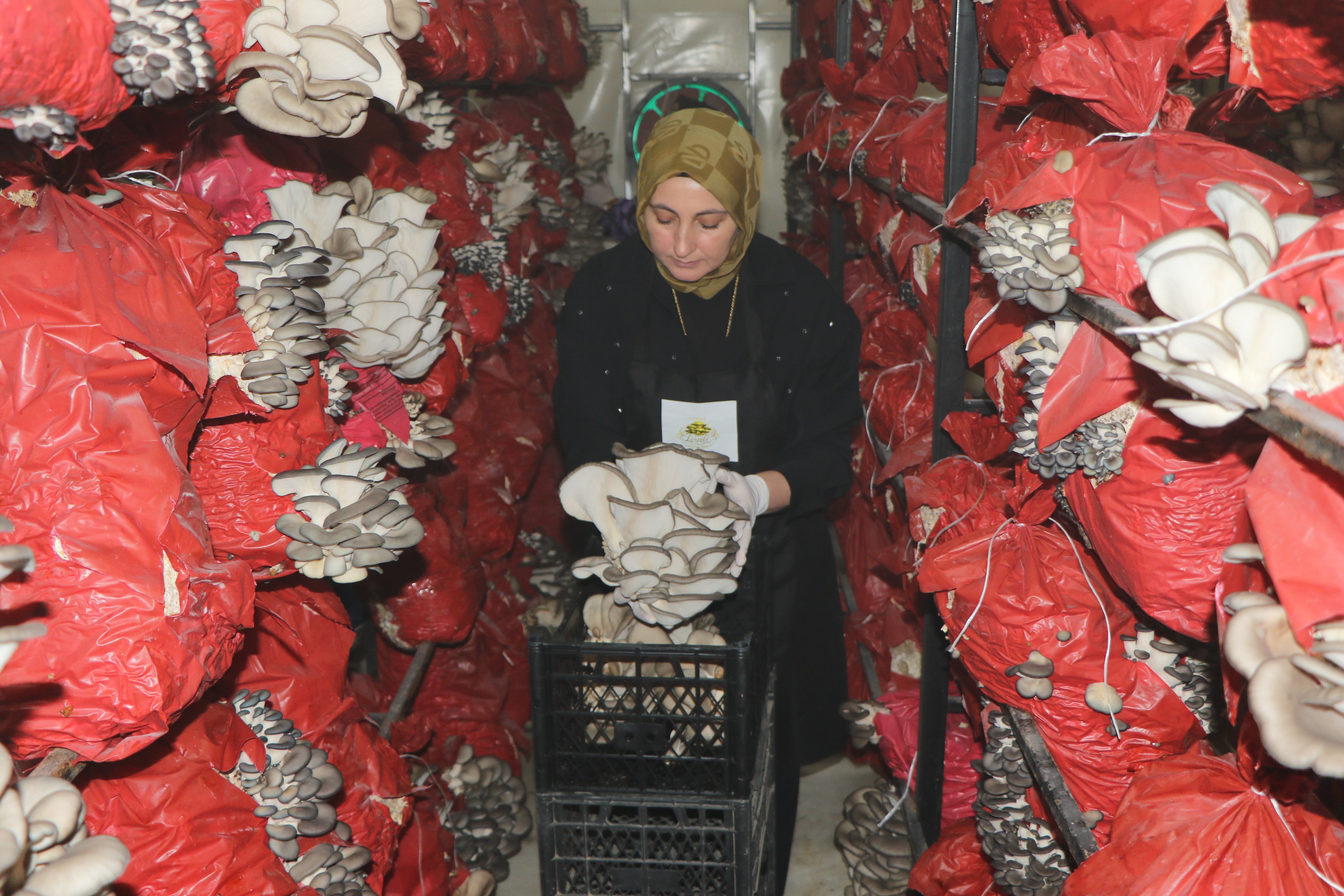 İstiridye Mantarından Yapılan Ürünler