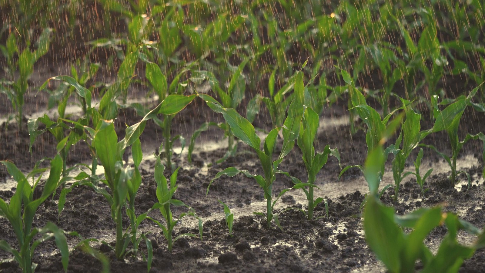 Ramazan Erkoyuncu Konya Ovası Tarım