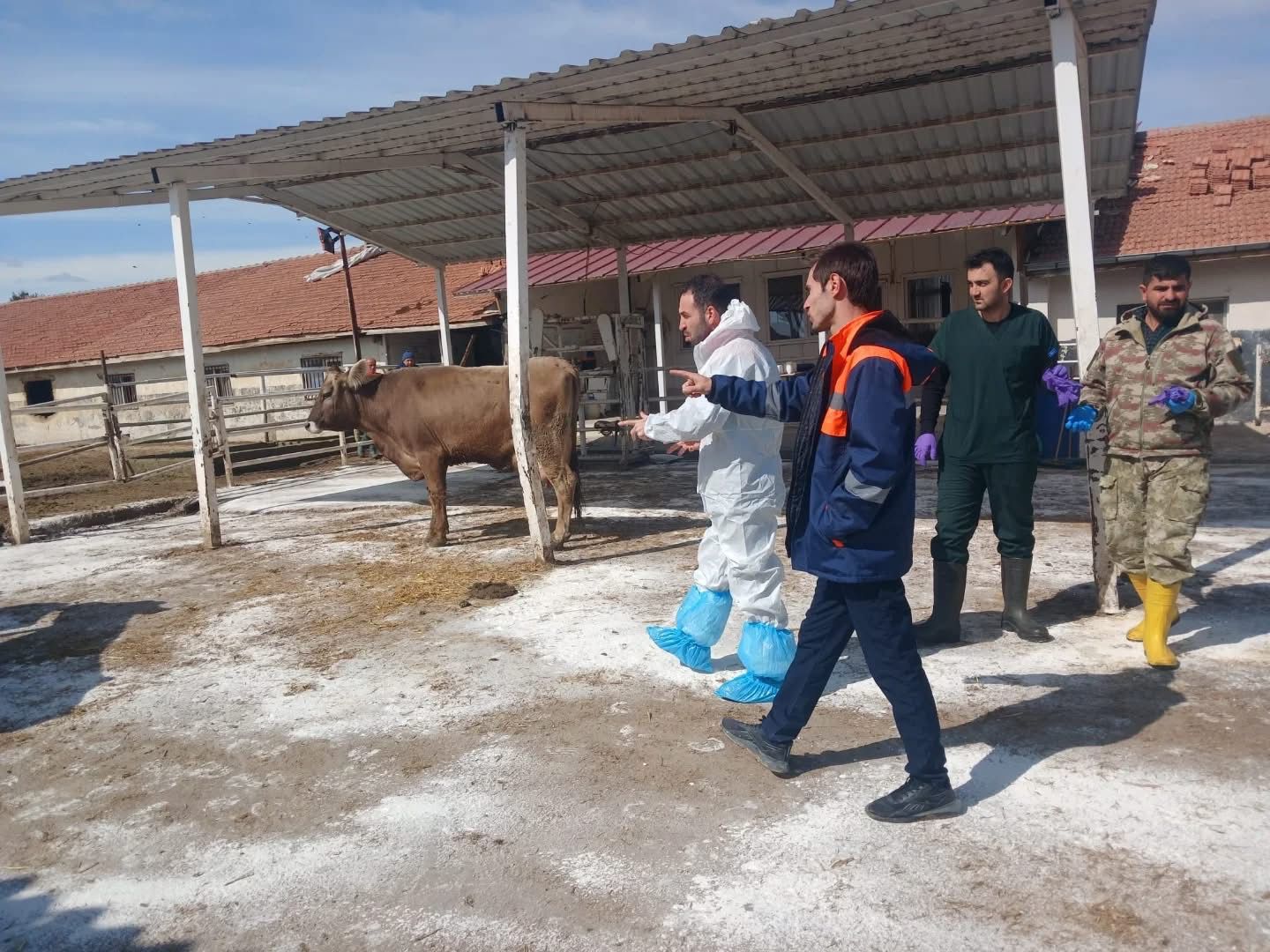 Malatya TİGEM Şap Hastalığı Karantina