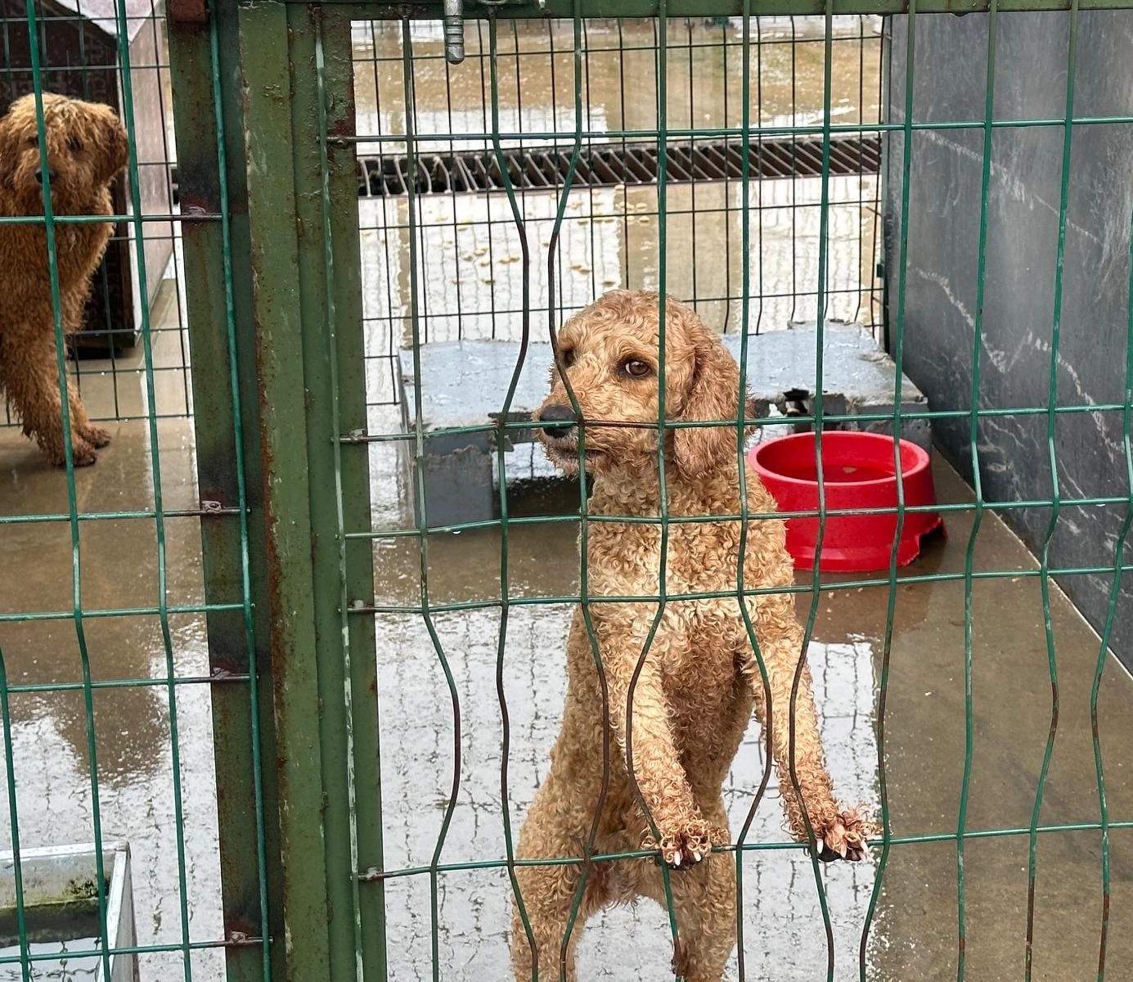 Veteriner İşleri Müdürü Yunus Emre Şahin Açıklama