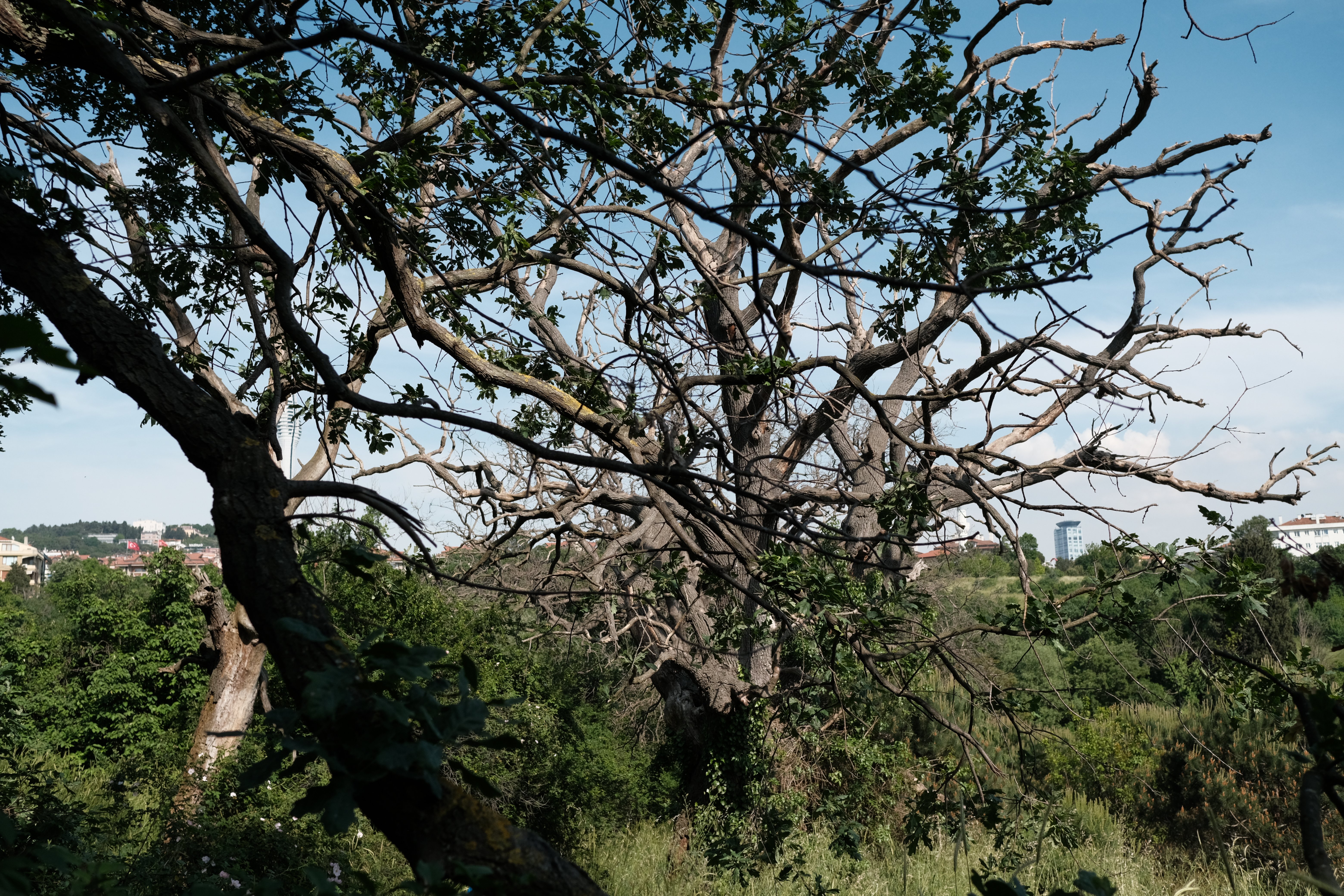 Üsküdar Belediyesi Logosu