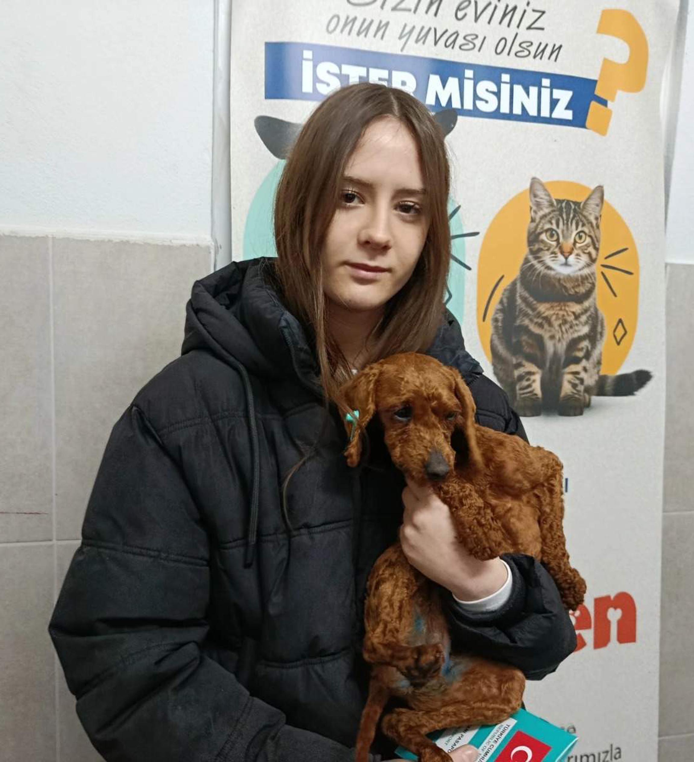 Barınakta Köpek Bakımı