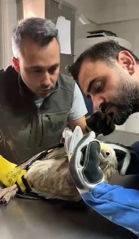 Yaban Hayvanına Verici Takılması