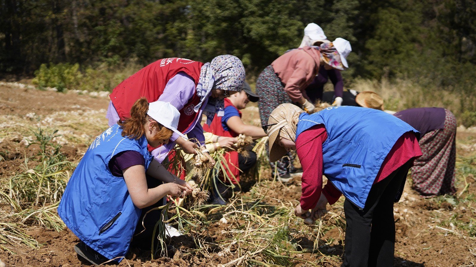 Gençlik ve Spor Bakanlığı Gönüllü Hasat Etkinliği 2026