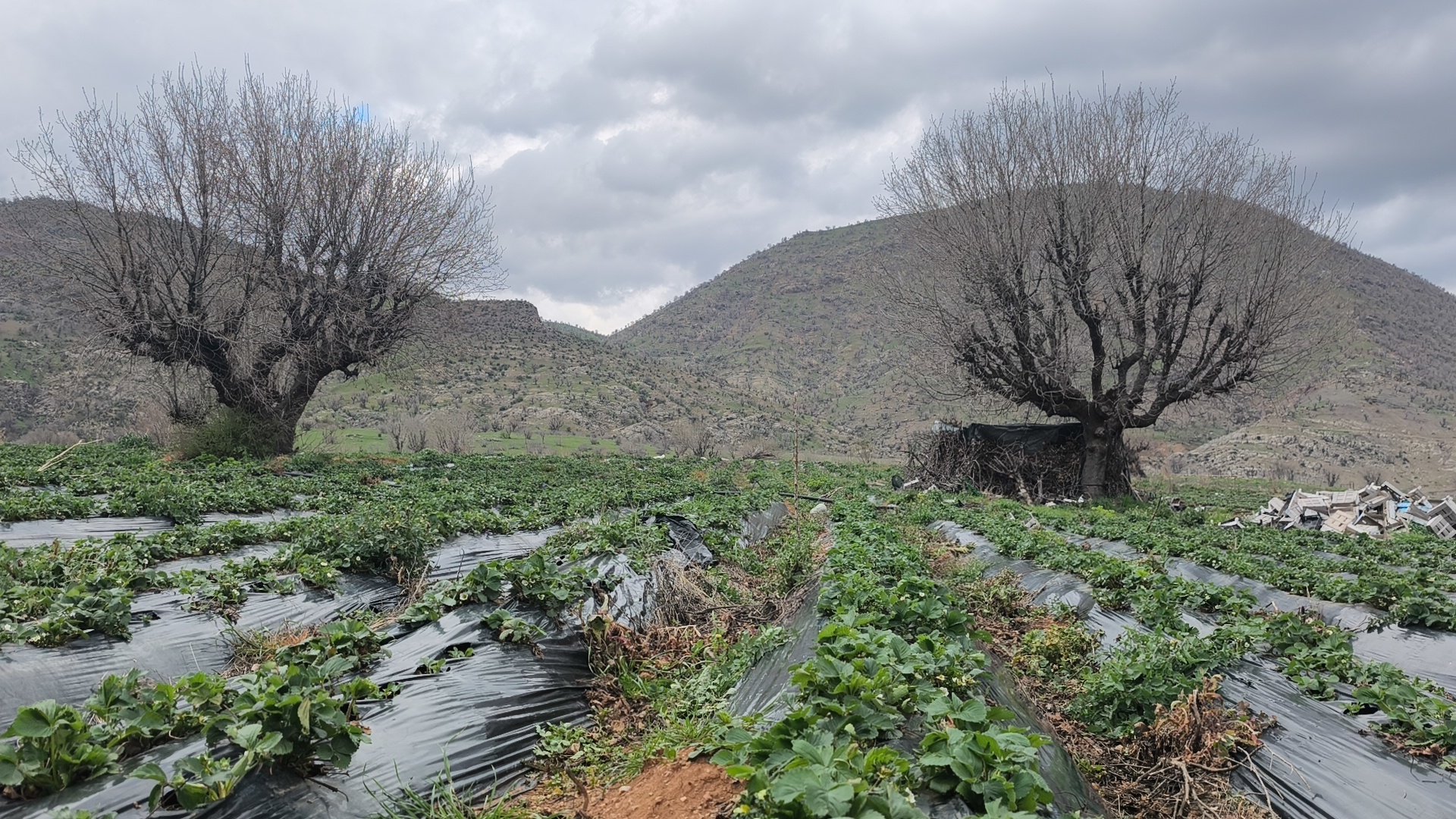Coğrafi İşaretli Sason Çileği