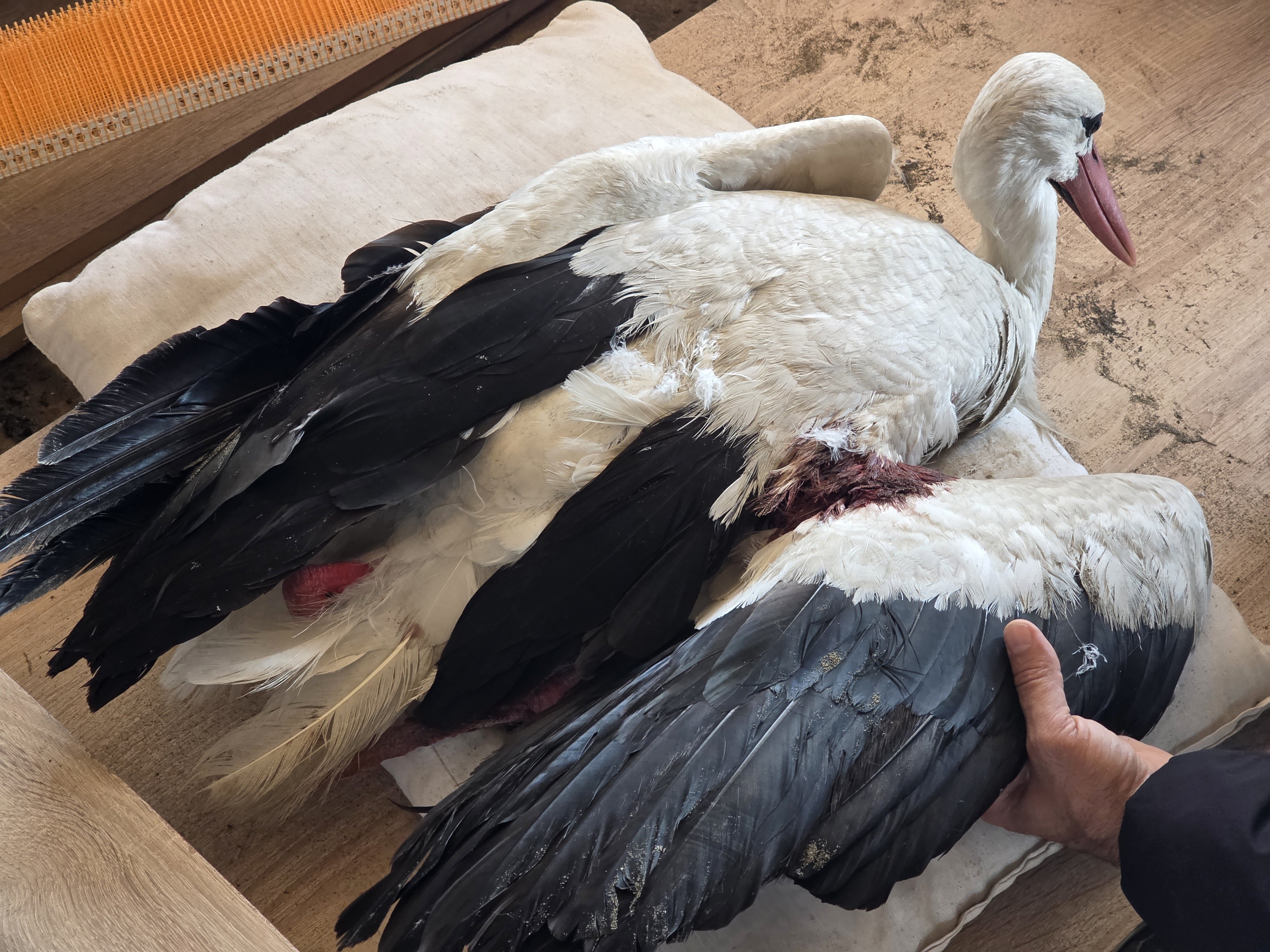 Hatay leylek göçü