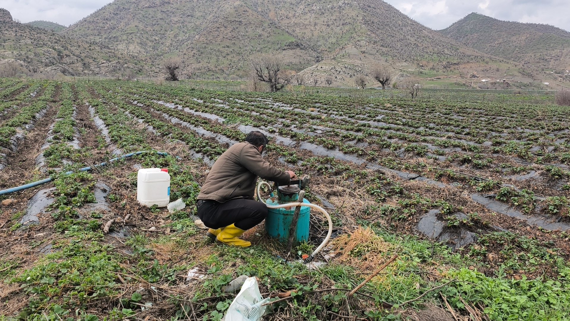 Tarım Bakanı İbrahim Yumaklı Sason Çileği Hasadı