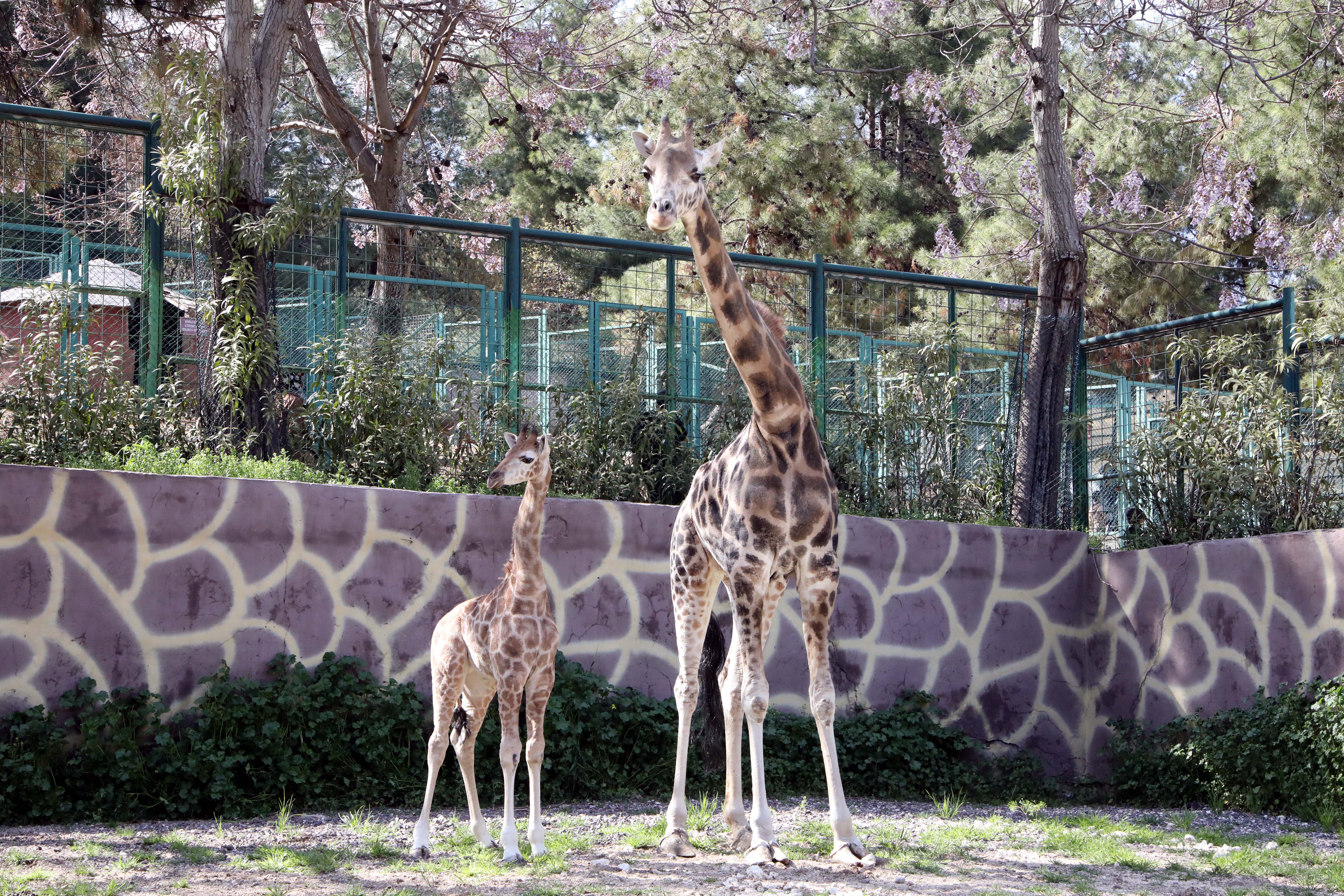 Türkiye de doğan ilk zürafa yavrusu Gaziantep Doğal Yaşam Parkı