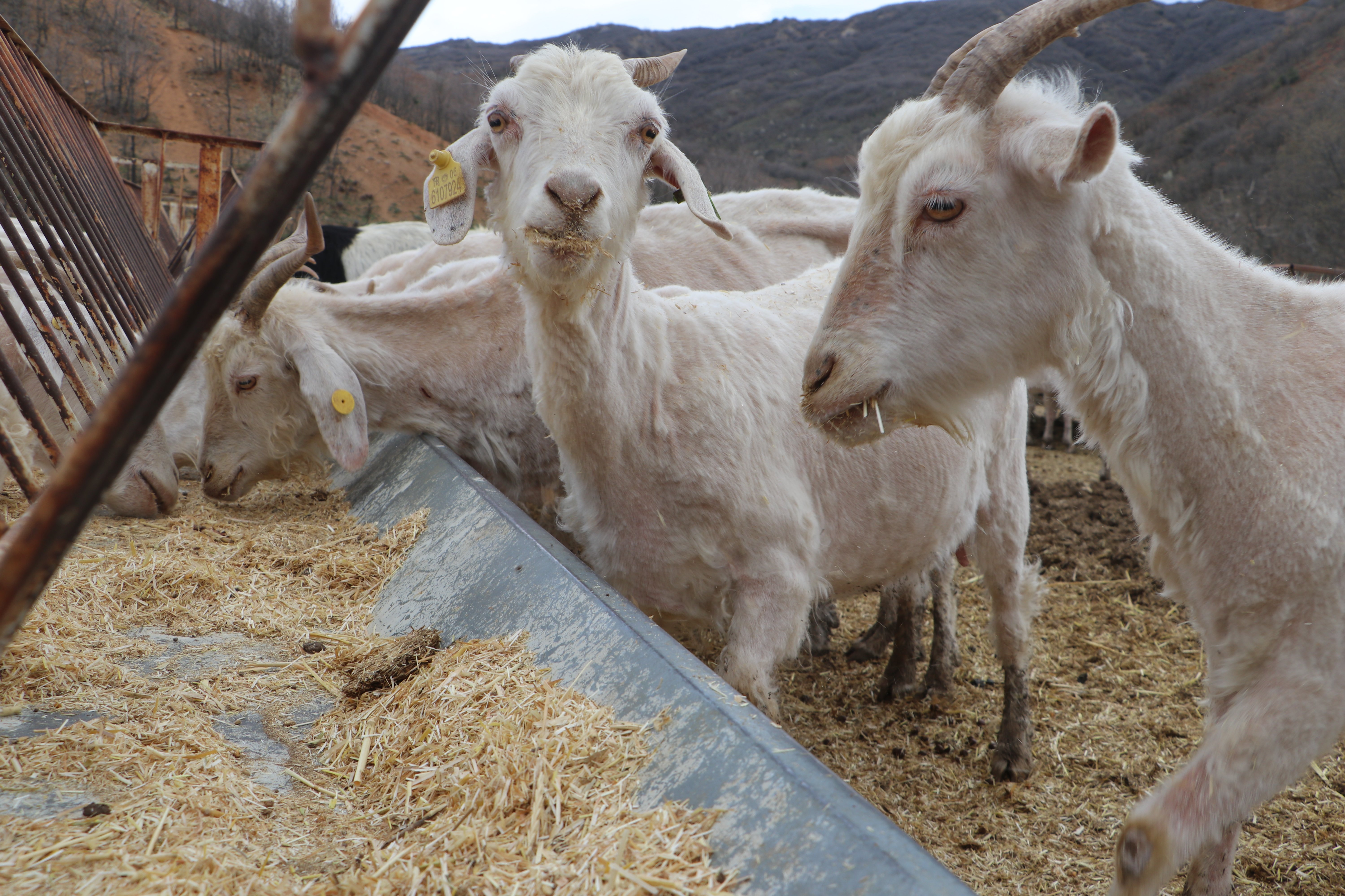 Bülent Uyar Keçi Islahı