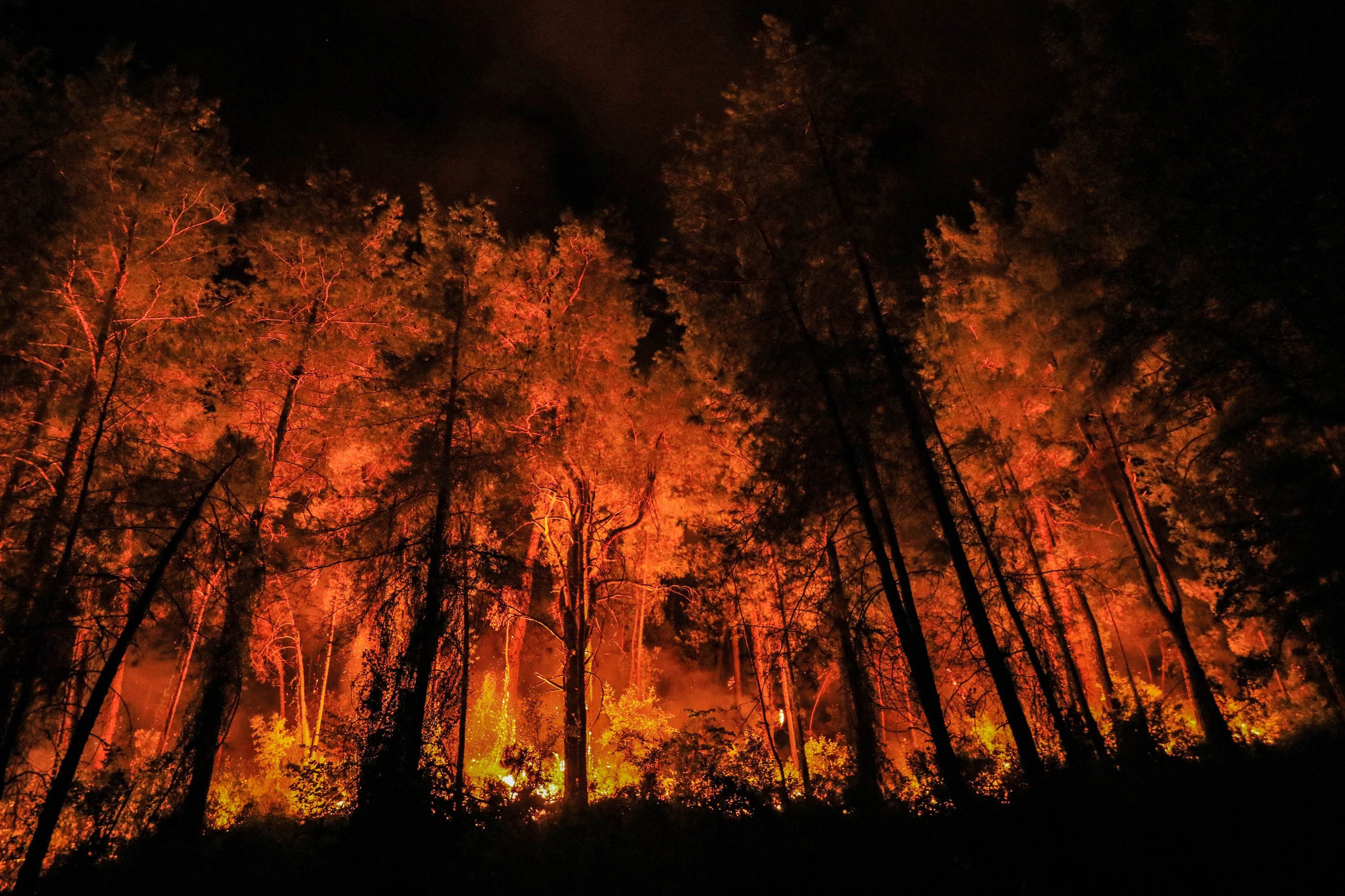 Orman Yangını İstatistik Grafiği
