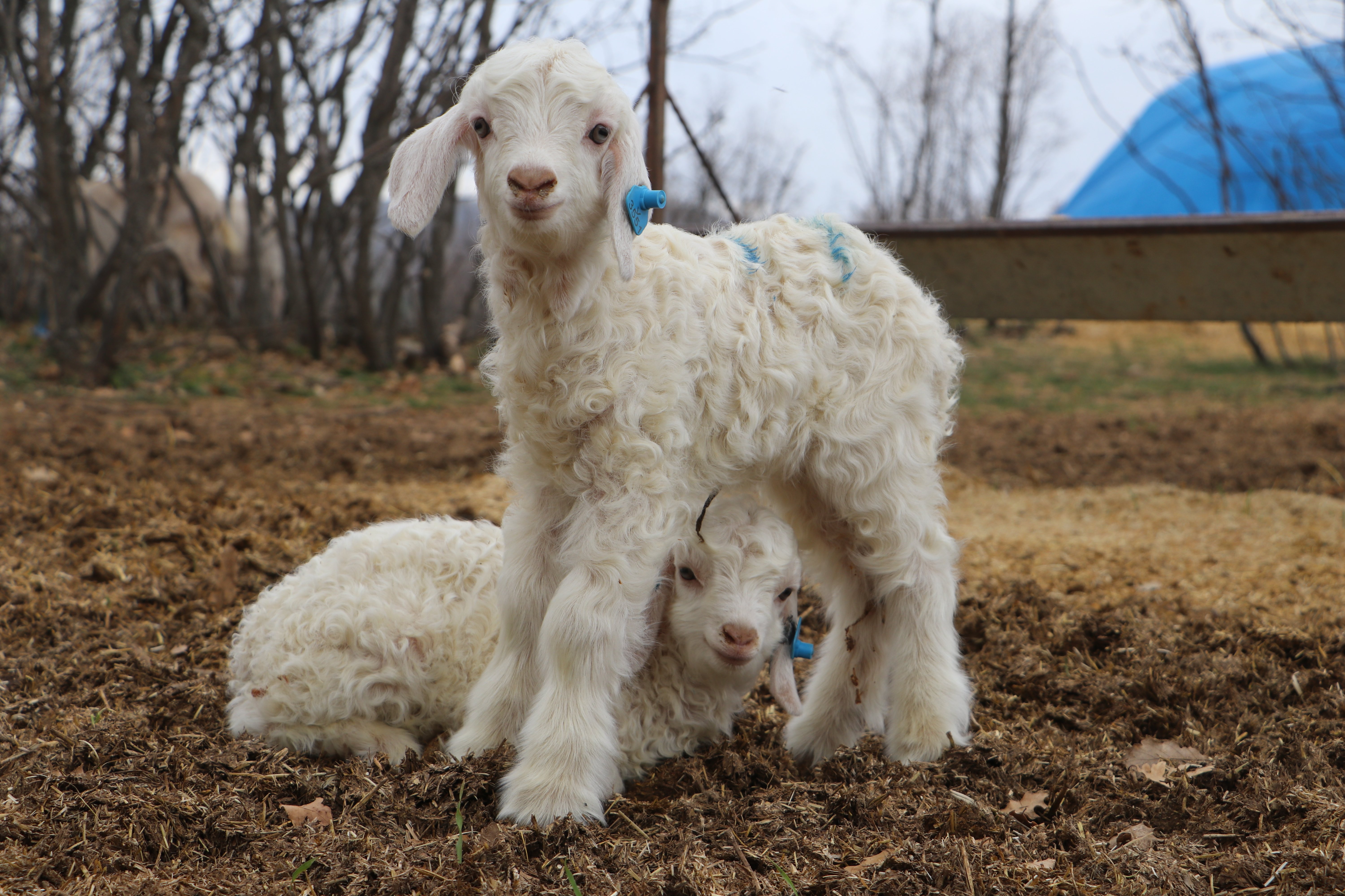 Soft Kumaş Üretimi