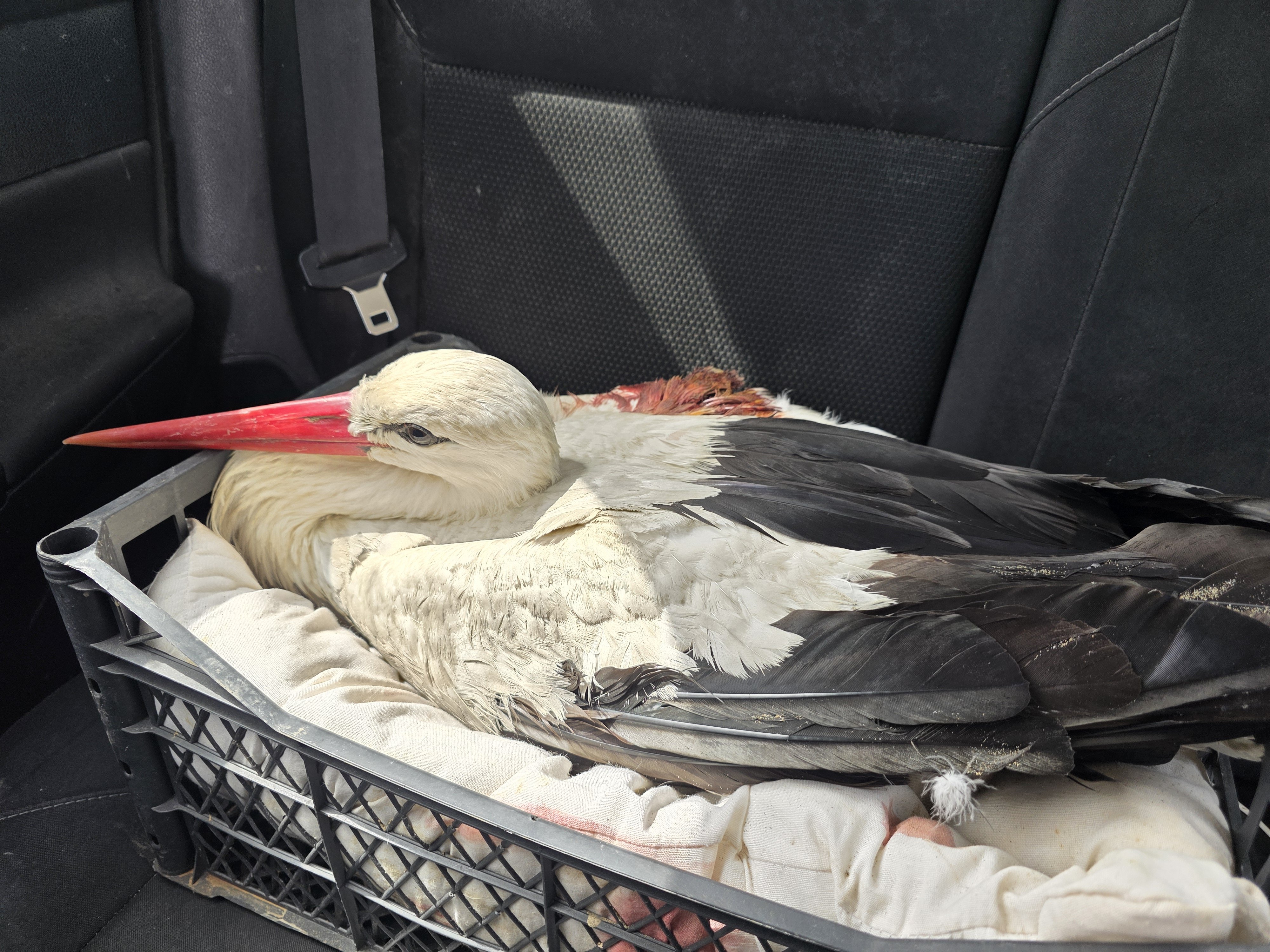 Hatay leylek göçü